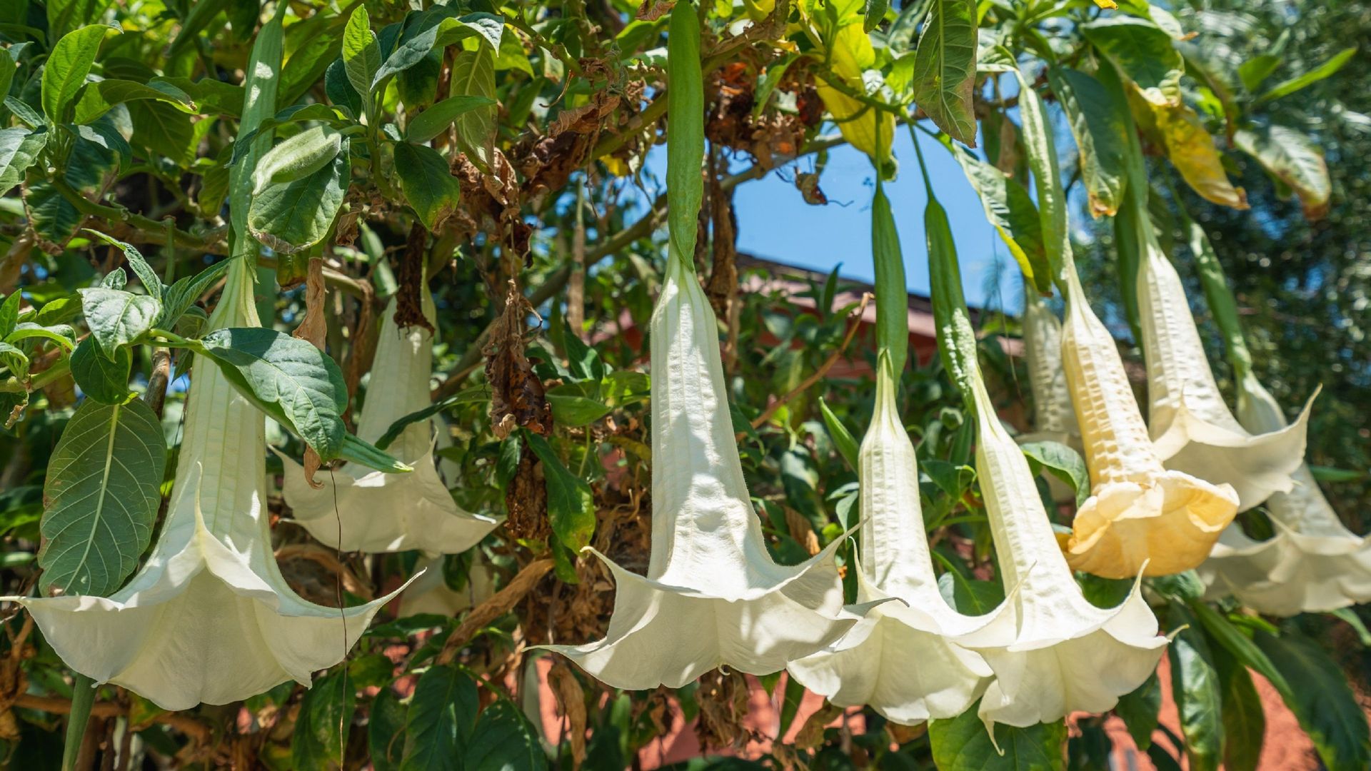 Le datura, une plante hautement toxique à ne pas confondre avec la tétragone.