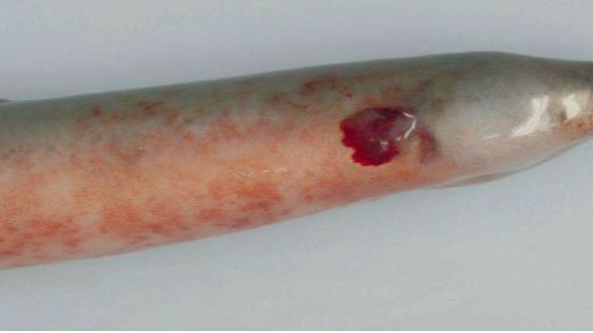 Anguille malade, atteinte du virus AngHV-1, présentant une hémorragie au niveau de la peau 
 (Haenen et al., 2002).