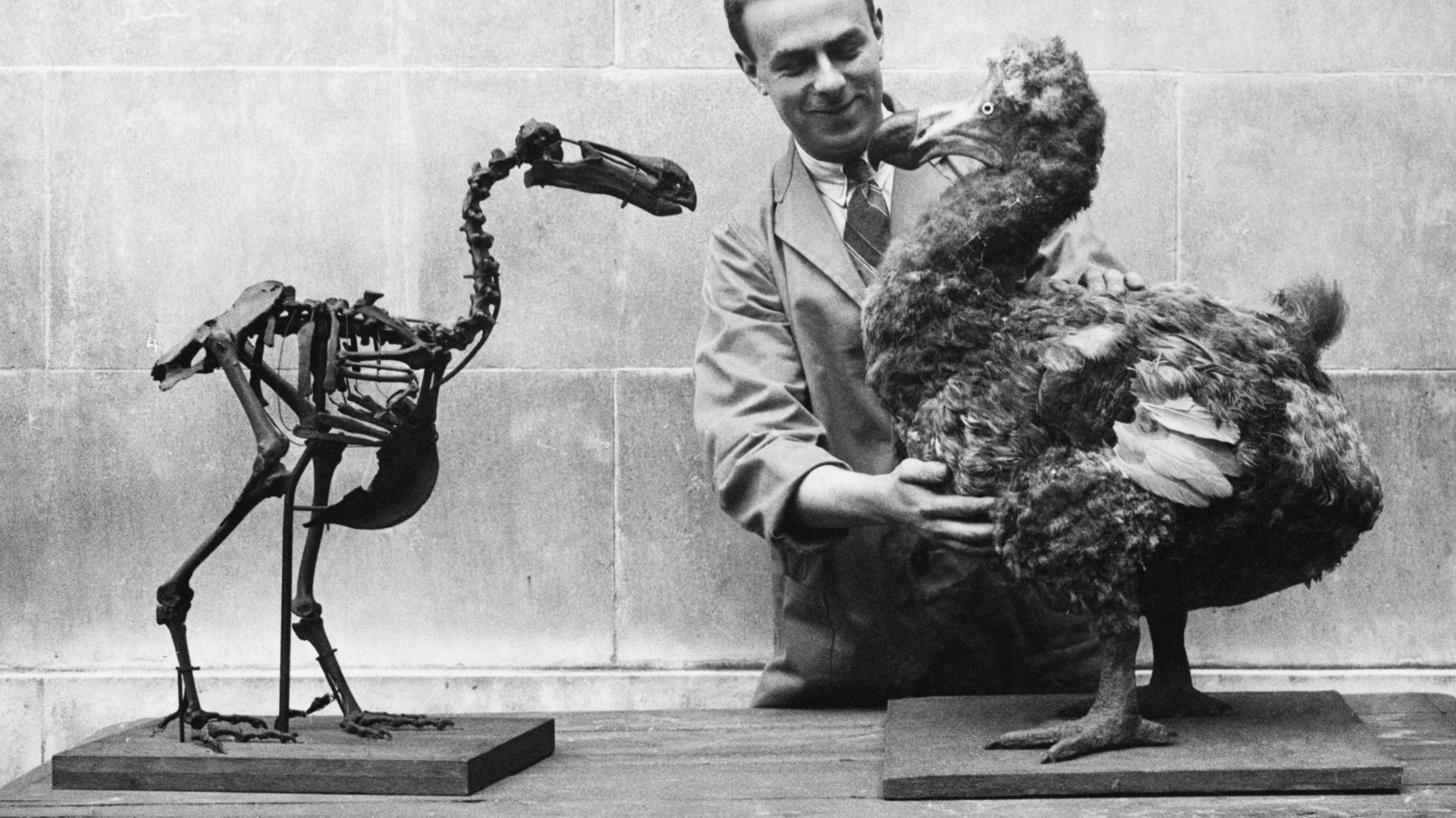 Le squelette d’un dodo utilisé pour en faire une reconstruction