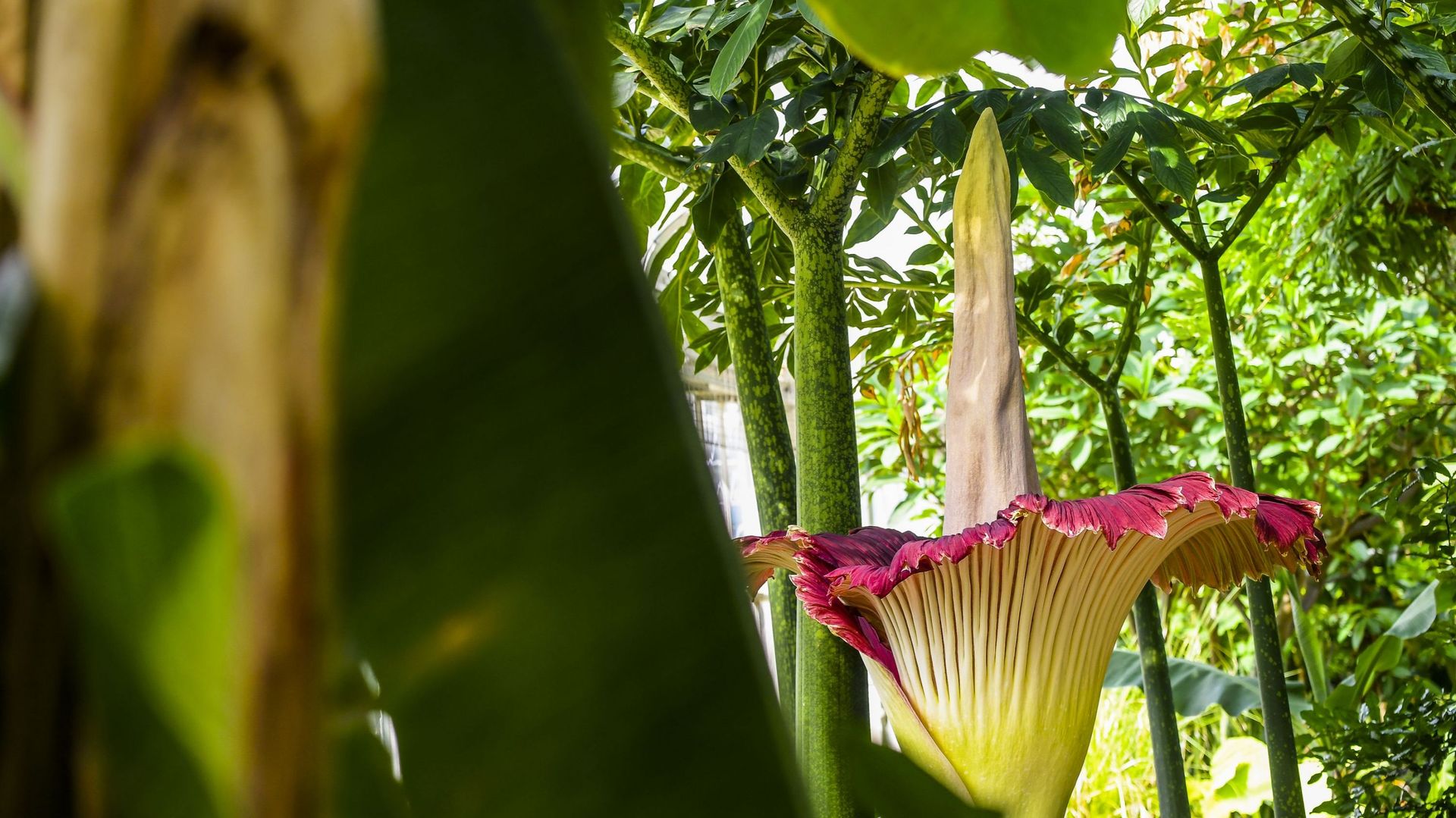 La photo d'illustration montre une fleur d'Arum Titan qui fleurit depuis hier au Jardin botanique national belge de Meise, jeudi 14 mai 2020.
