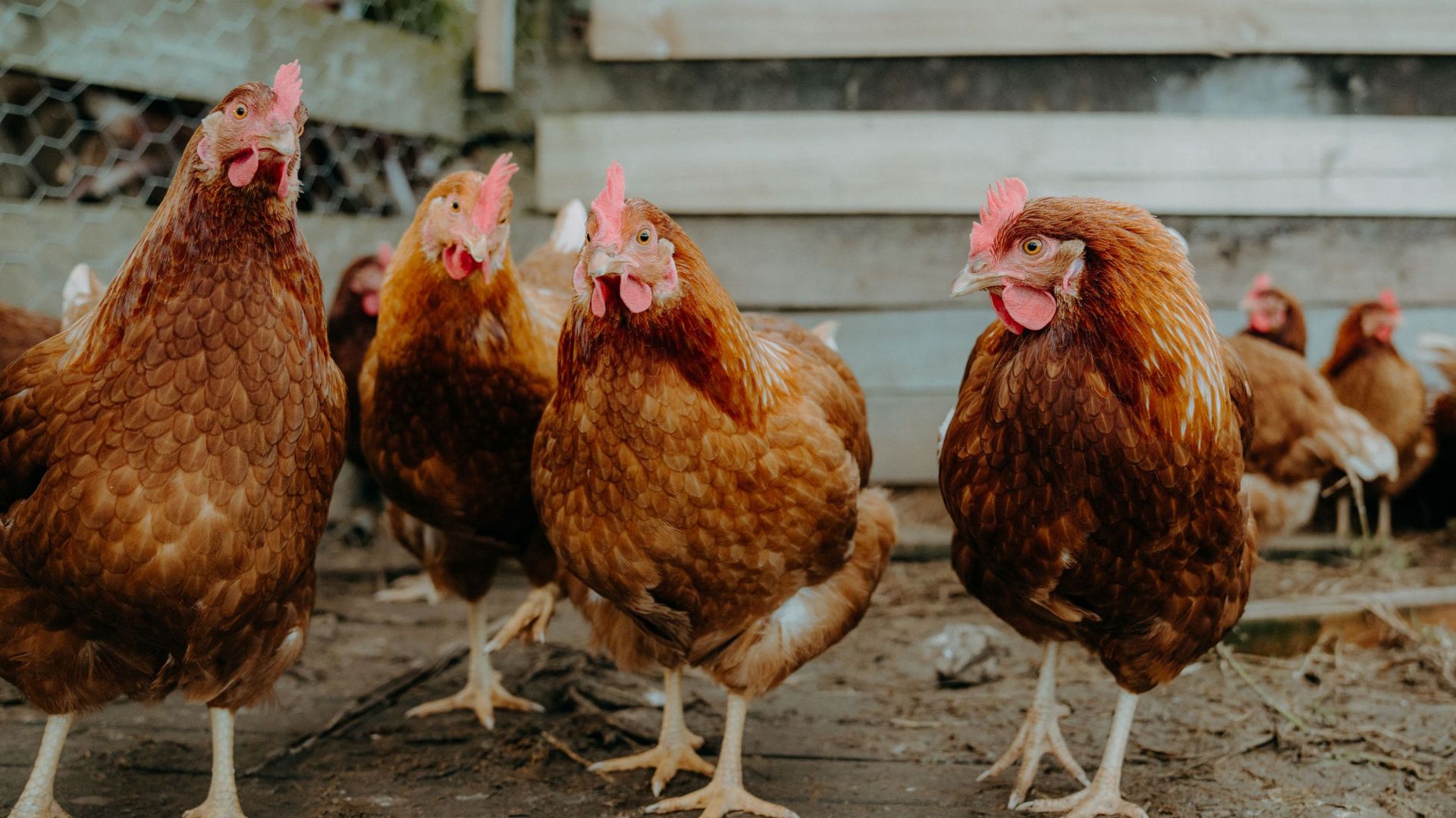 Flambée de grippe aviaire sans précédent au Royaume-Uni
