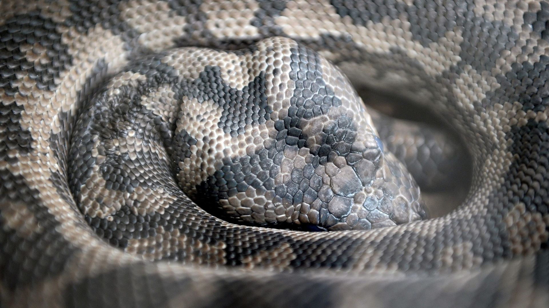 Le nombre d’abandon de reptiles en augmentation : un serpent de 4,5 mètres retrouvé dans une réserve naturelle près d’Anvers. Photo d’illustration.