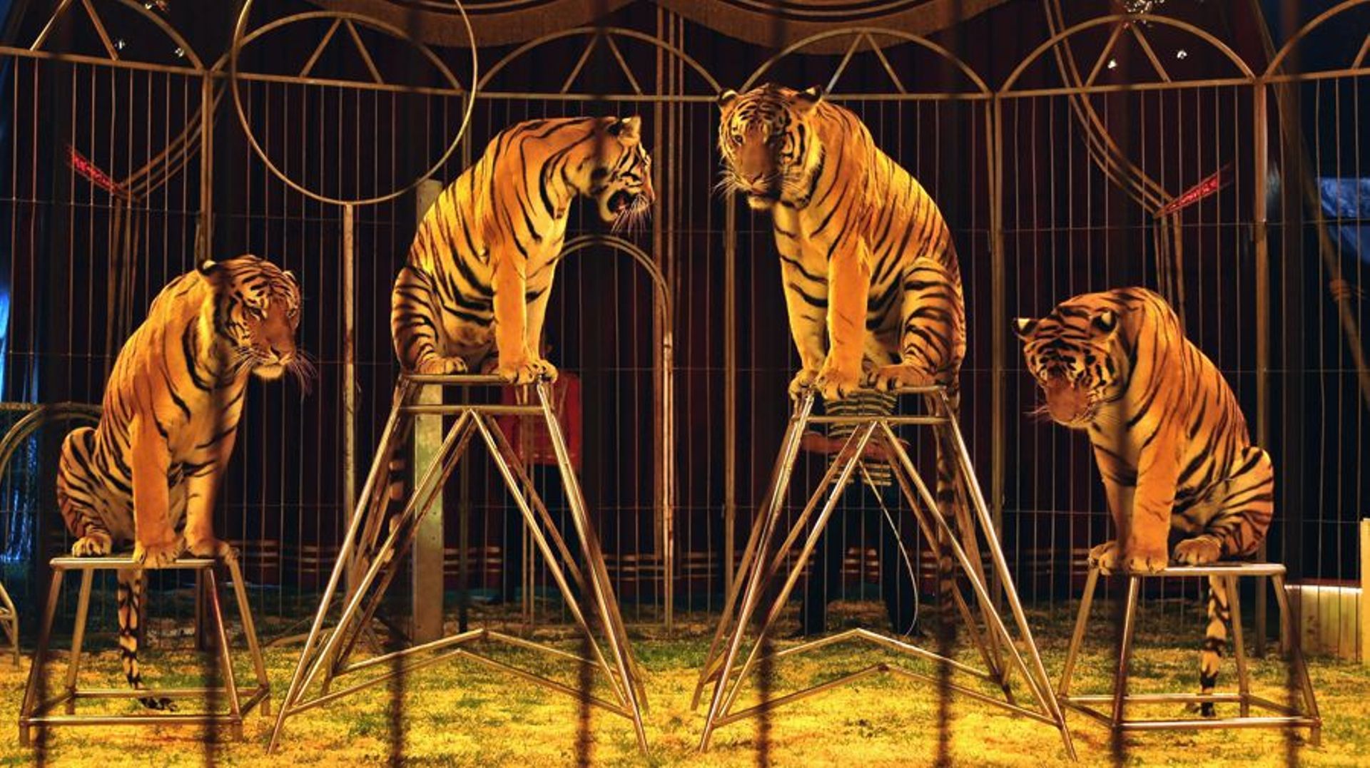 Seuls six pays de l'UE autorisent encore les animaux sauvages dans les cirques