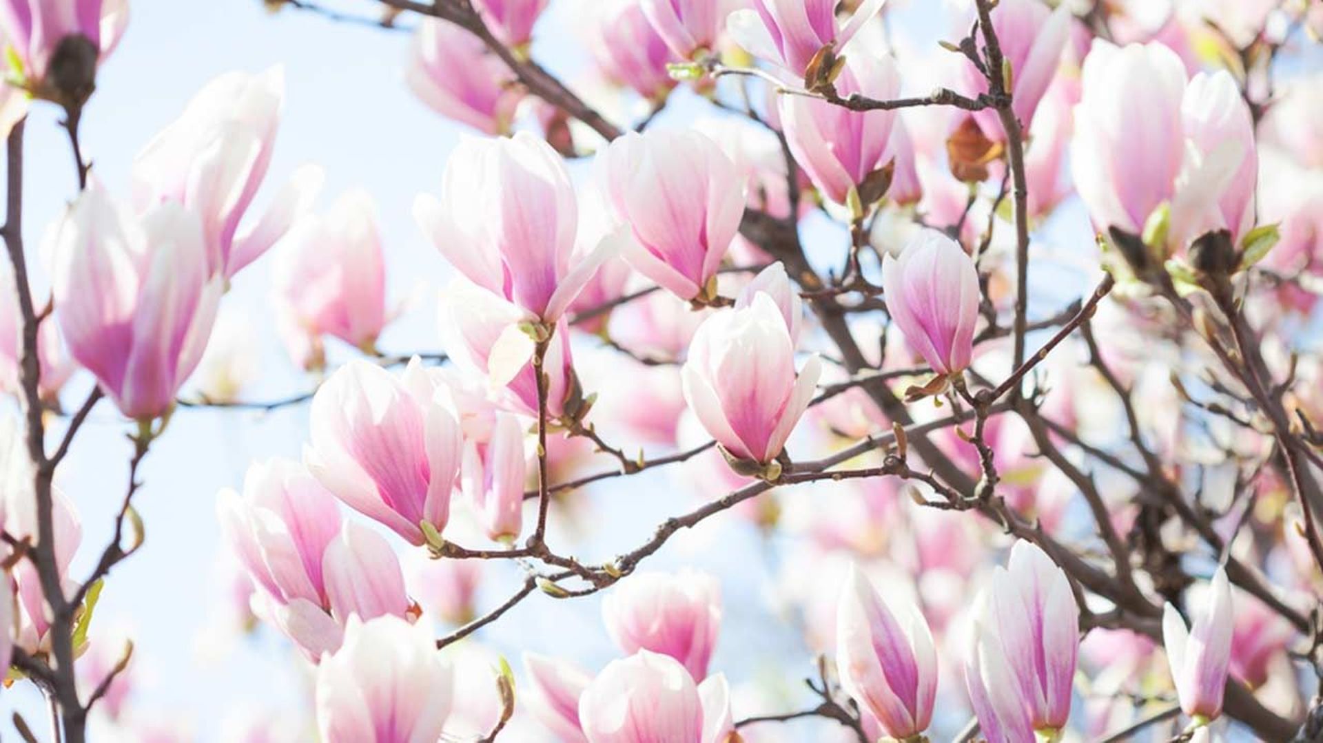 Chez les magnolias à floraison printanière, l’apparition des fleurs s’échelonnent de mars pour les variétés les plus précoces à début juillet.