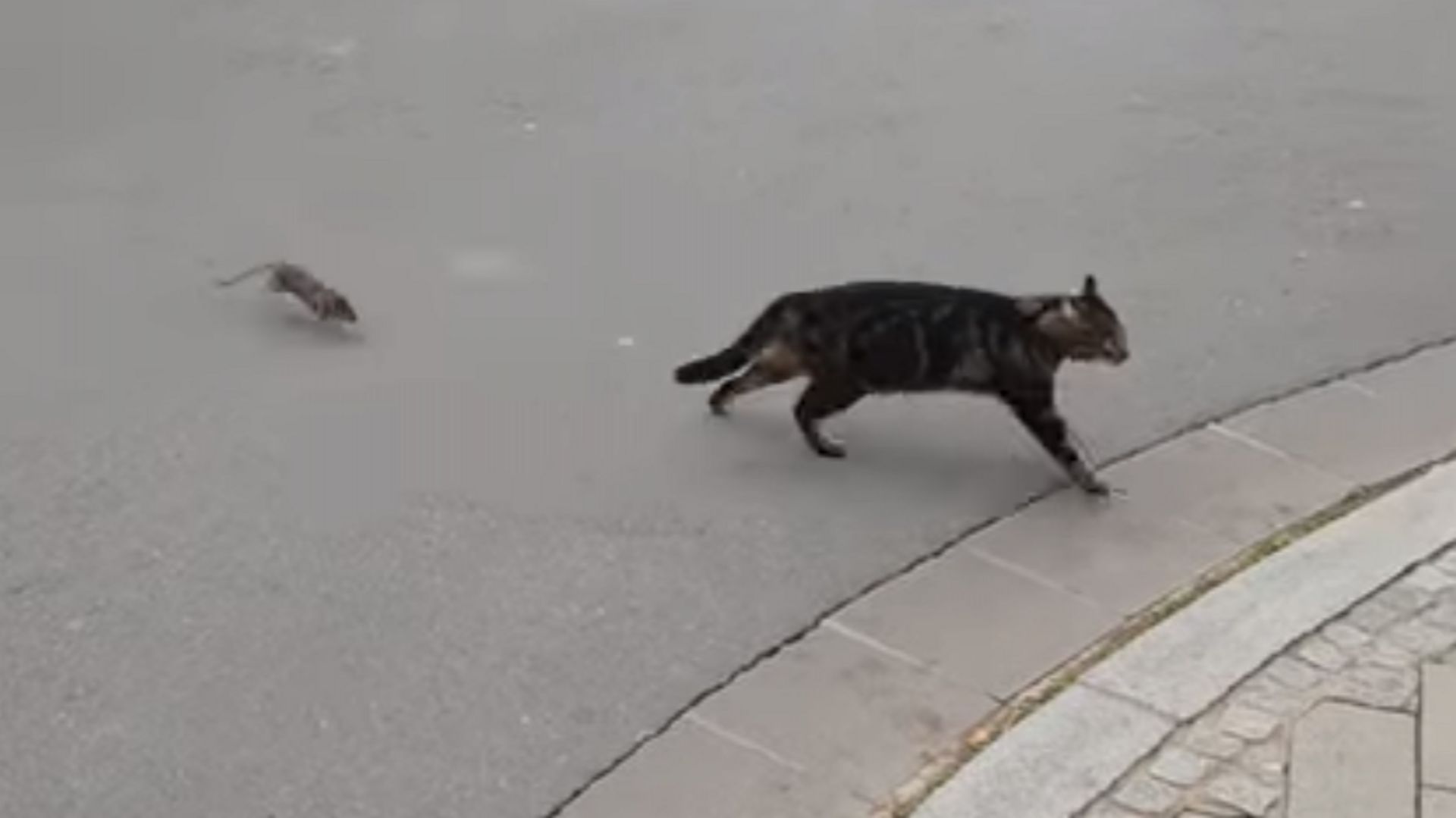 Tel Est Pris Qui Croyait Prendre Un Rat Terrorise Un Chat Au Luxembourg Rtbf Be Tel Est Pris Qui Croyait Prendre Un Rat Terrorise Un Chat Au Luxembourg Rtbf Be