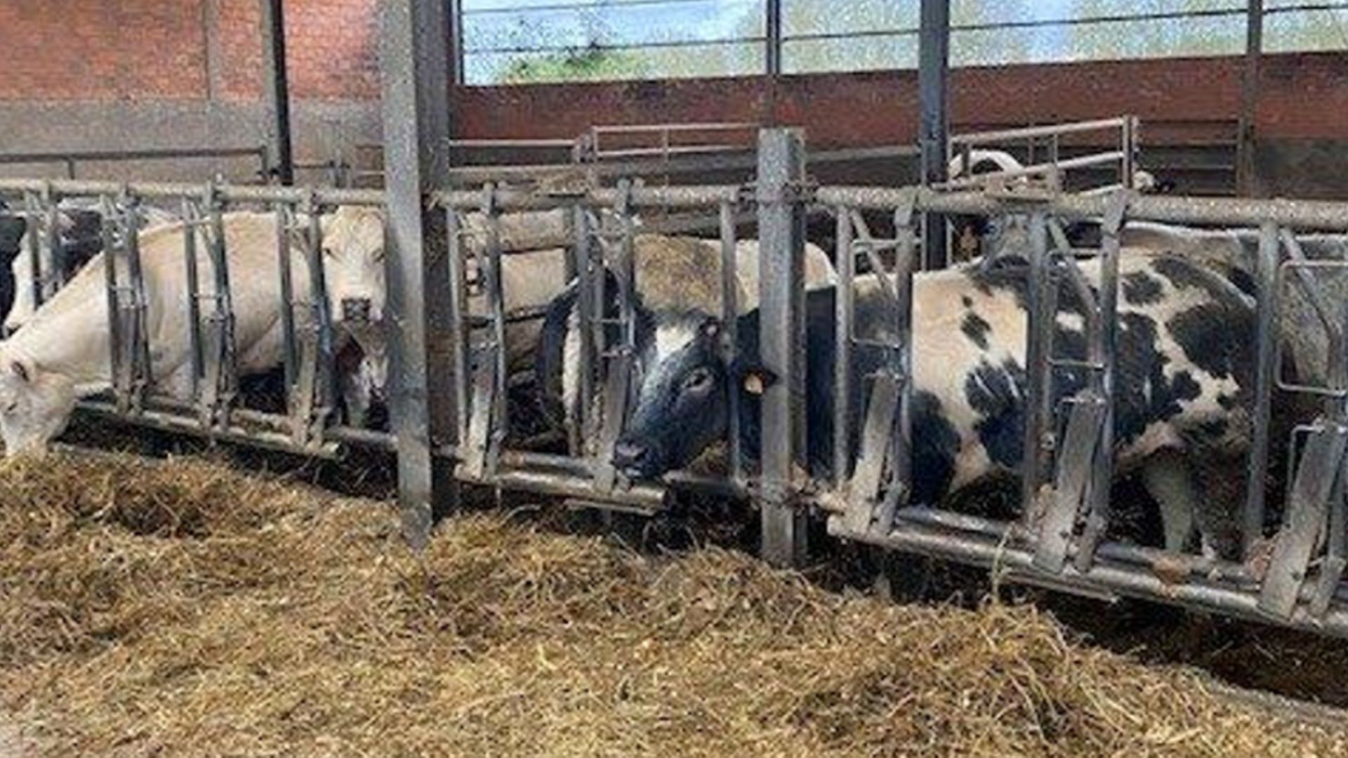 Les 58 vaches d'Emile Desquennes ont été euthanasiées ce lundi 20 décembre.