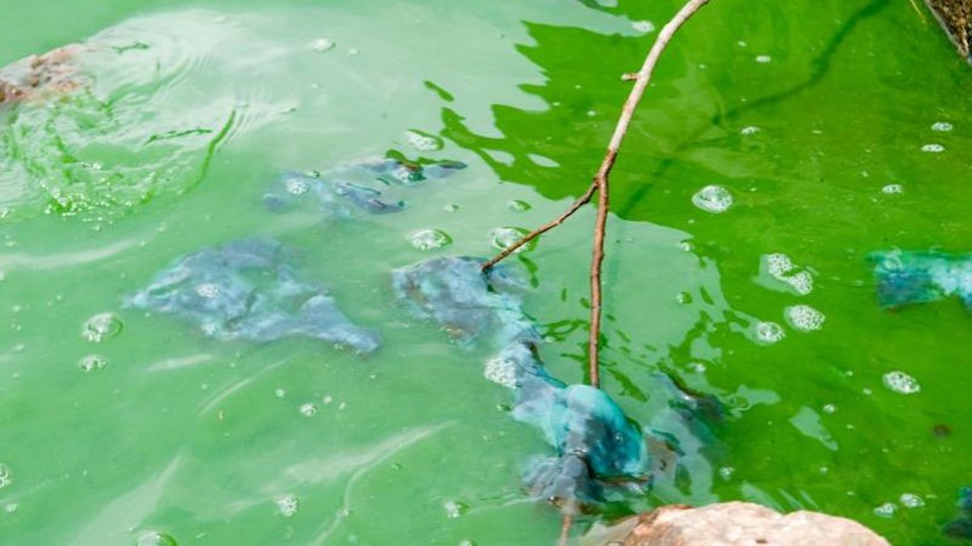 algues bleues