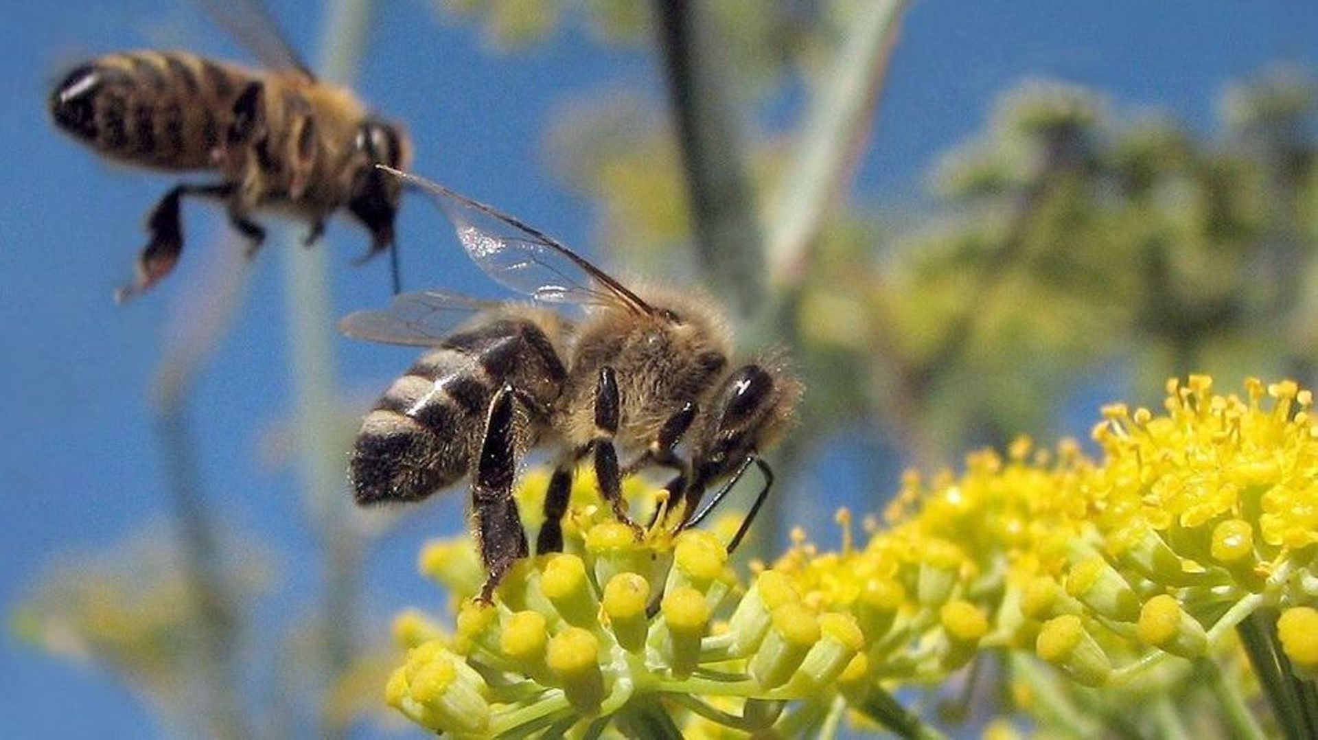 La protection des abeilles