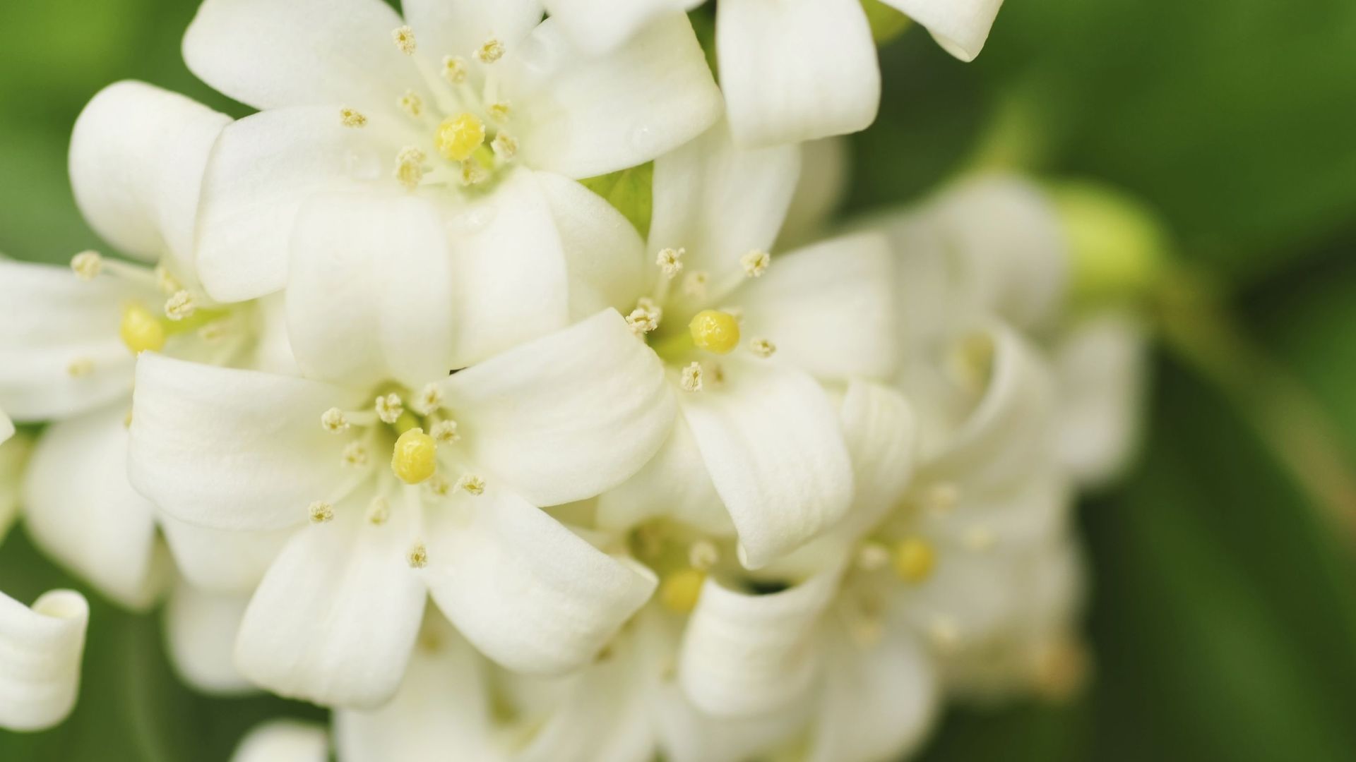 Plante d'intérieur du mois : les fleurs blanches - rtbf.be
