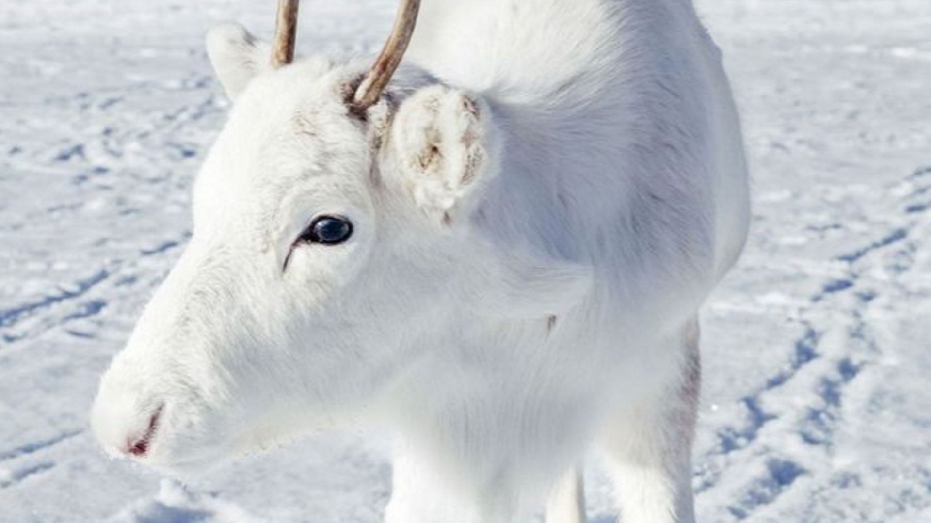 Un B b Renne Blanc Tr s Rare Photographi En Norv ge RTBF Actus un-b-b-renne-blanc-tr-s-rare-photographi-en-norv-ge-rtbf-actus