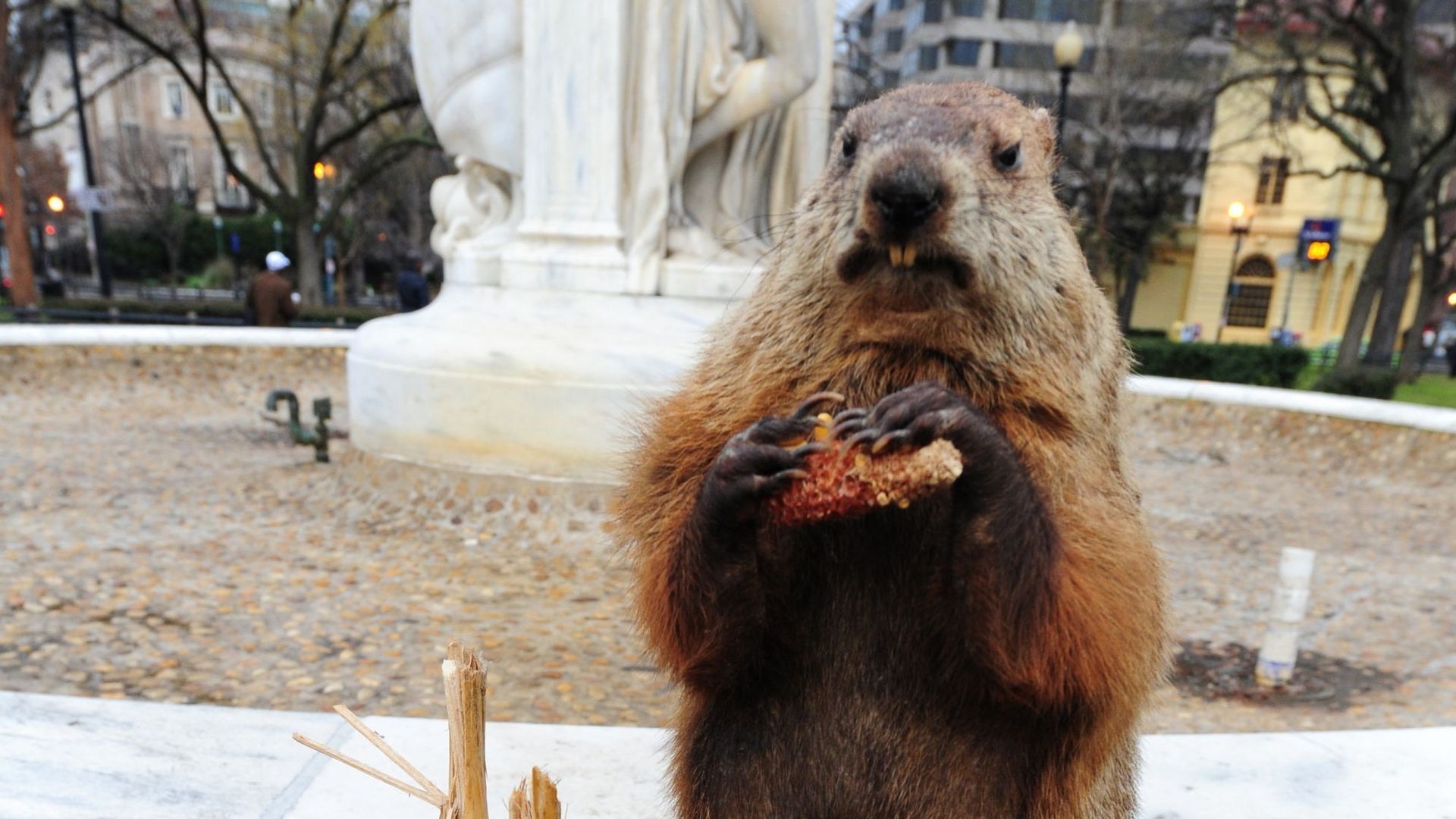 La marmotte Potomac Phil, empaillée, à Washington en 2012