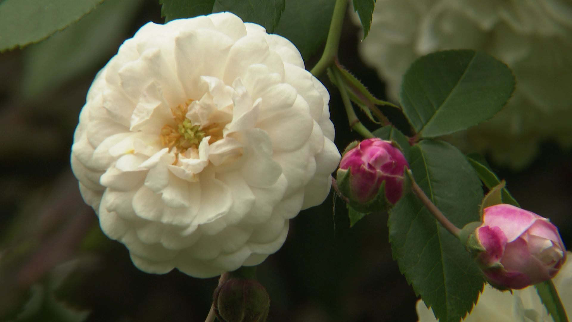 Rosa 'Félicité et Perpétue'