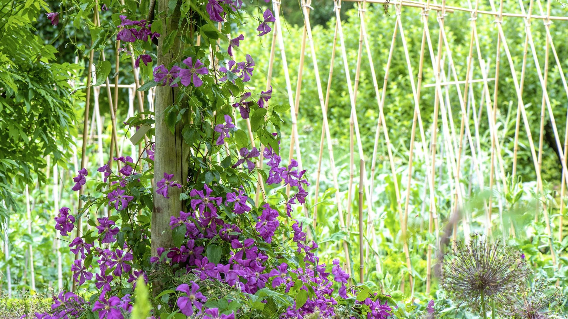 Bricolage Un Support Pour Plantes Grimpantes RTBF Actus