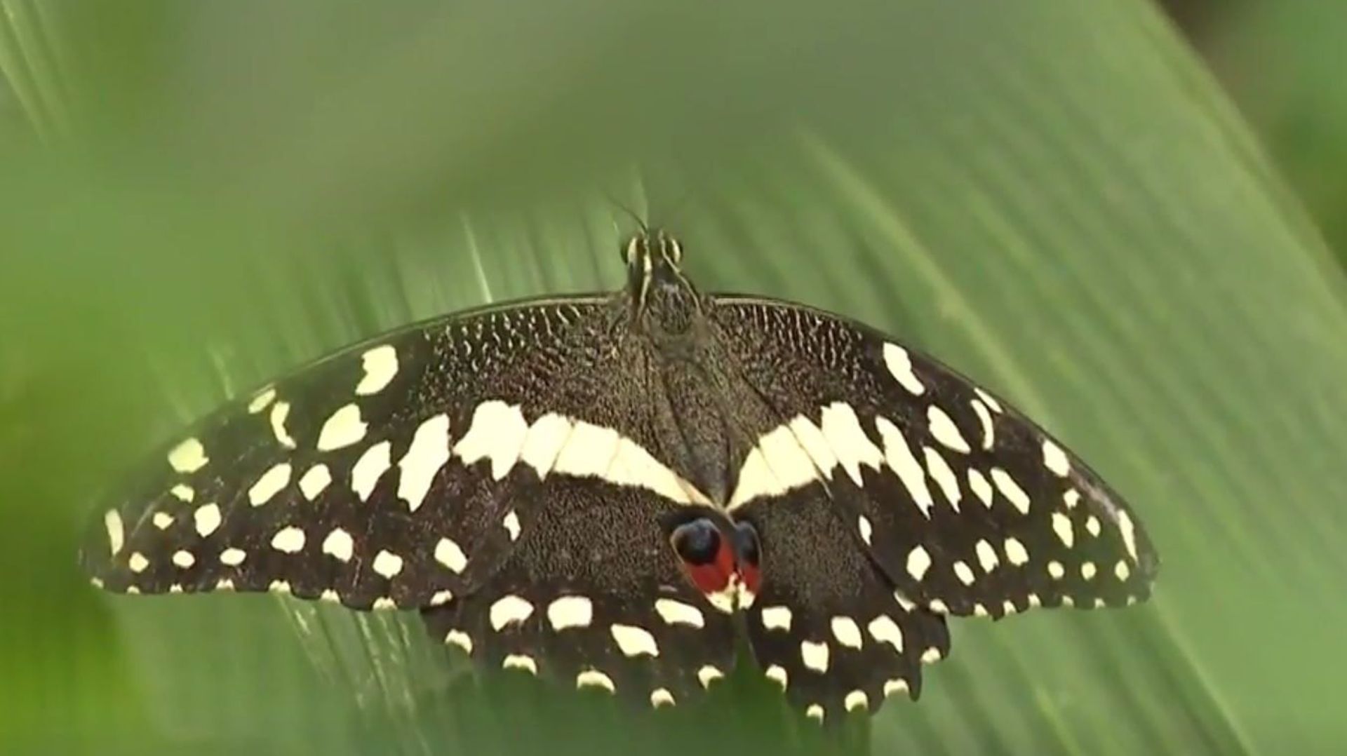 Des papillons tropicaux de toutes sortes à voir à Virelles