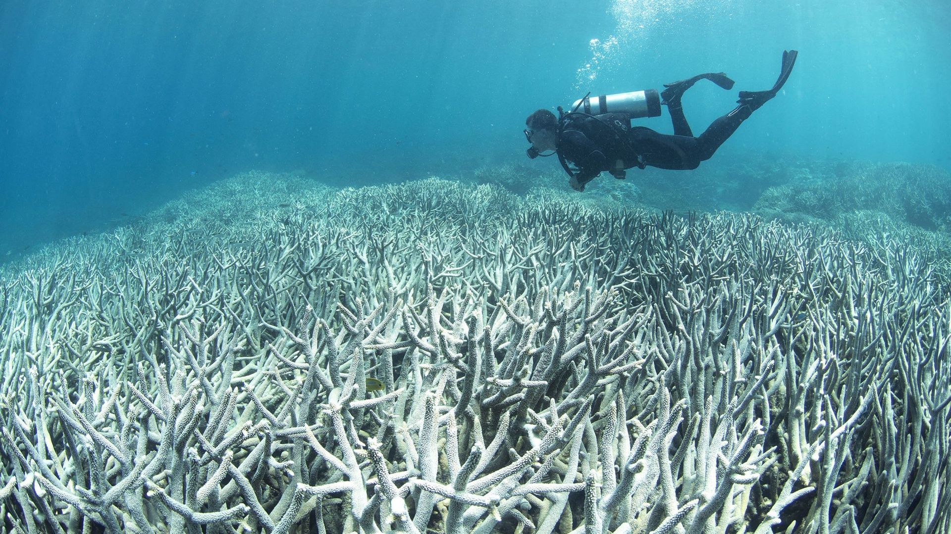 Australie: 93% de la Grande barrière de corail a blanchi