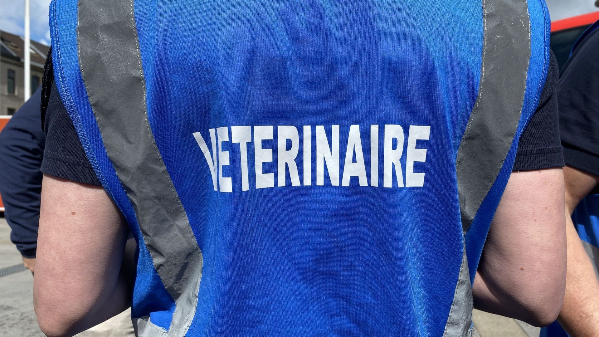 La chasuble bleue des VUSC, les vétérinaires d'urgence.