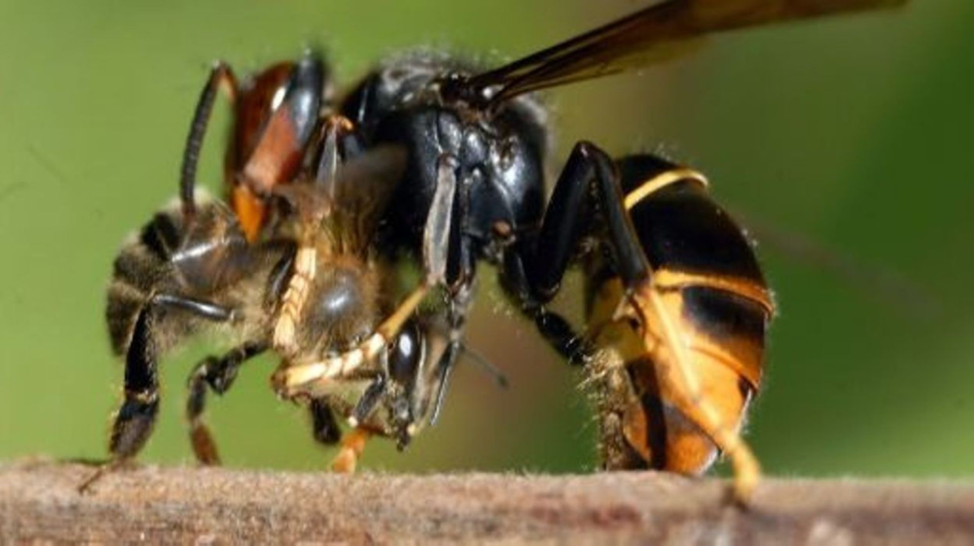 Le frelon asiatique débarque à Bruxelles: les apiculteurs sont inquiets 