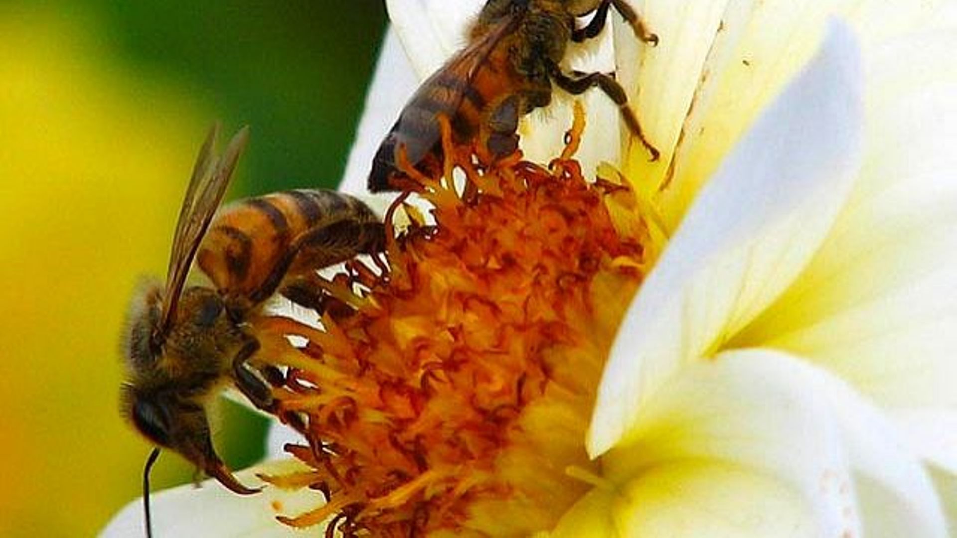 Un vote crucial pour les colonies d'abeilles se déroule ce lundi