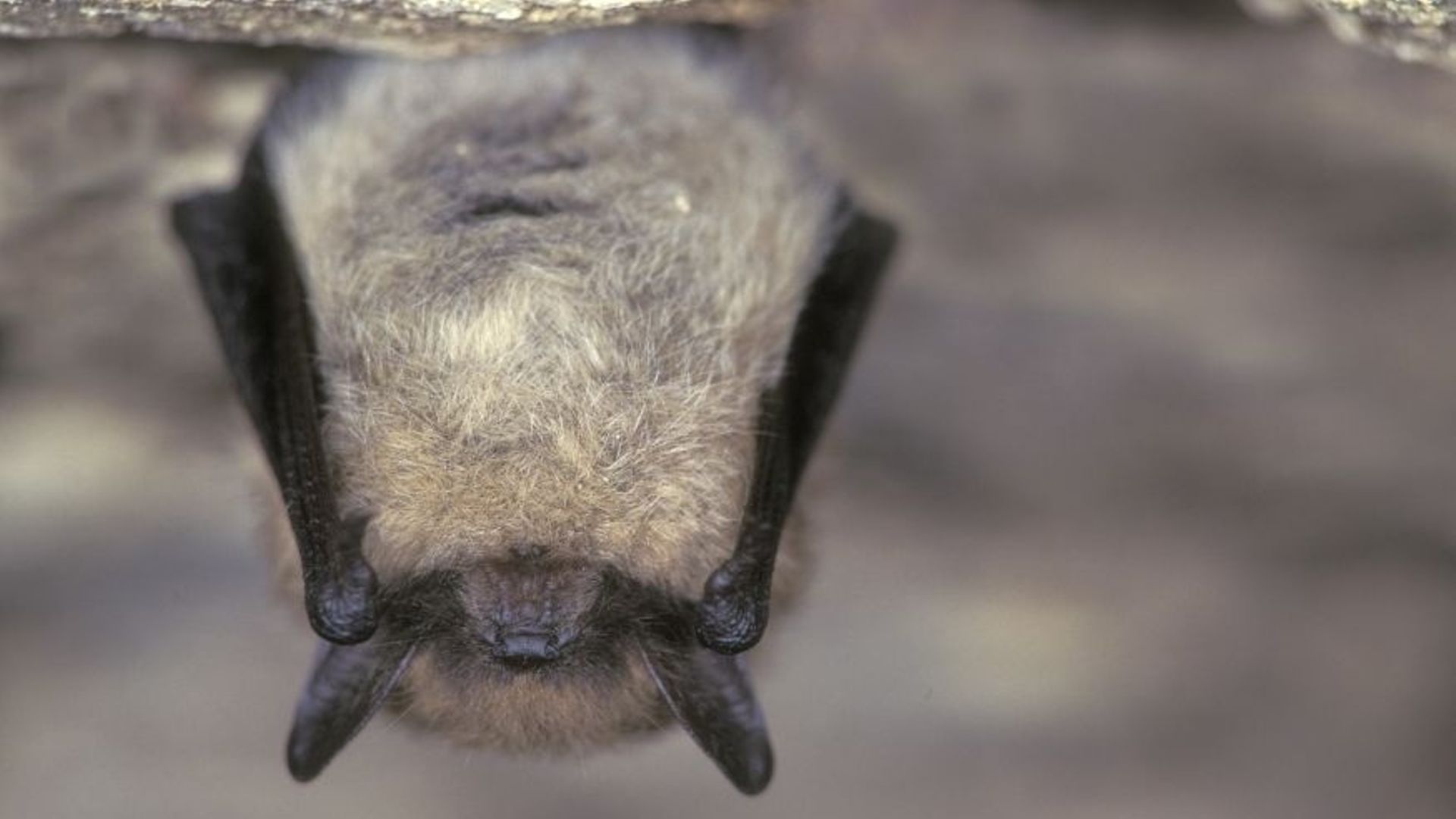 Ce samedi, les chauves-souris seront mises à l’honneur en région bruxelloise
