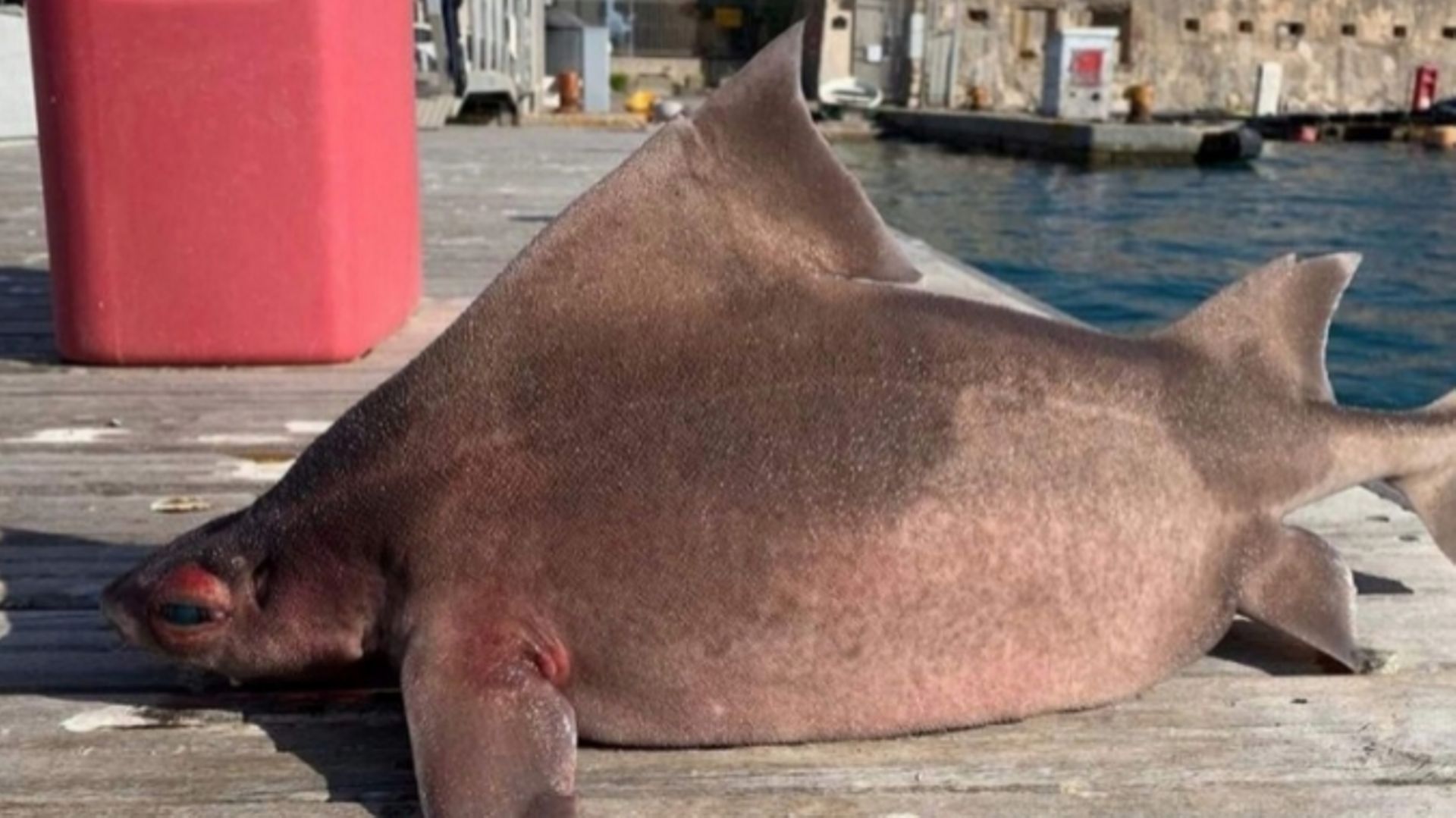 Aangular Roughshark Un sympathique requin cochon fait une drôle d’apparition sur l’île d ...