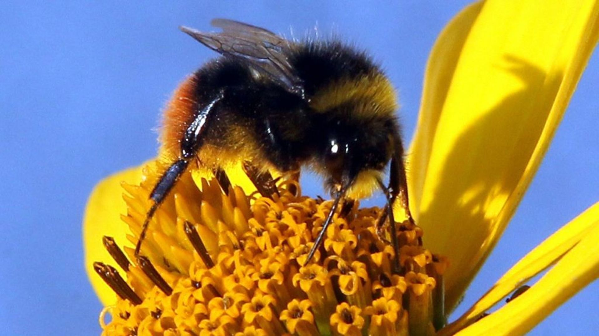 Une abeille recueille le nectar d'une marguerite, le 11 juillet 2011 à Berlin