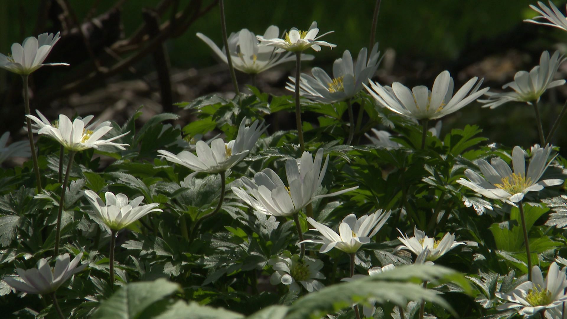 Un véritable amour de plantes que cette Anemone blanda 'White' 