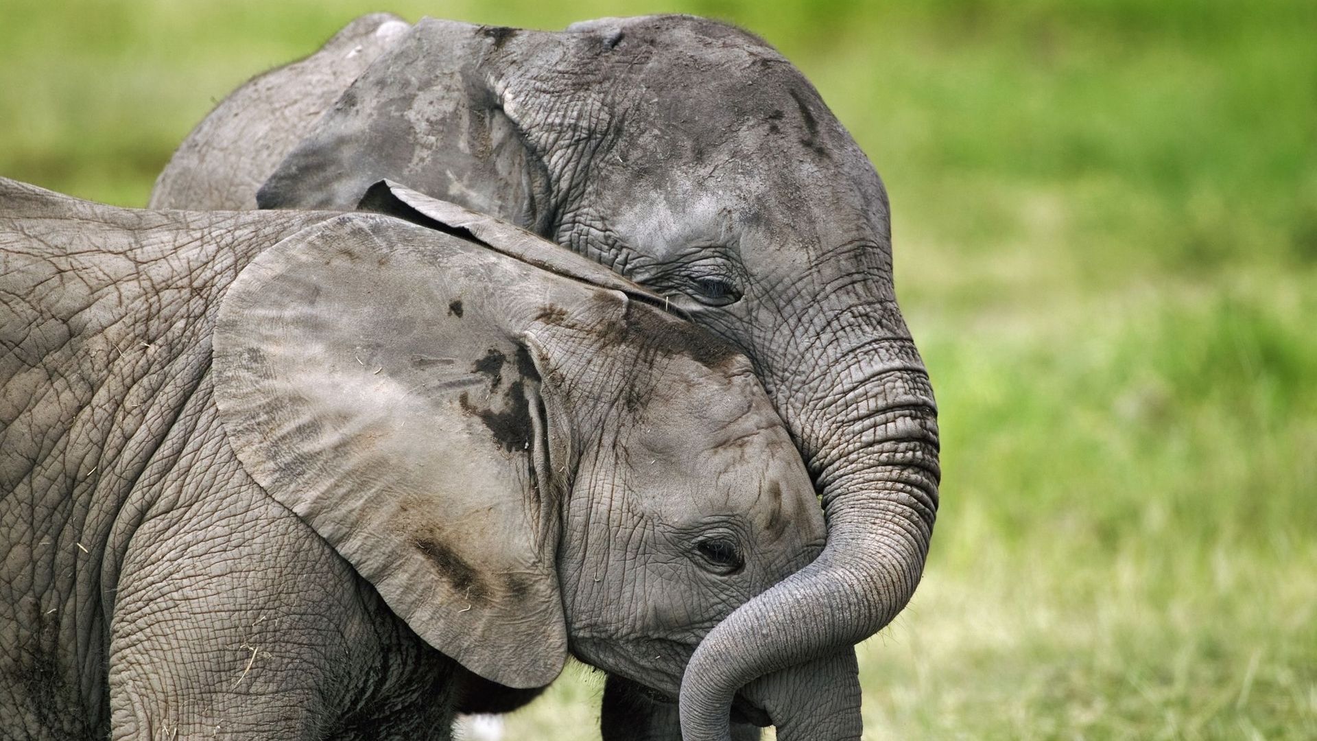 Chez les éléphants, la vie en société aide les orphelins à s'en sortir.