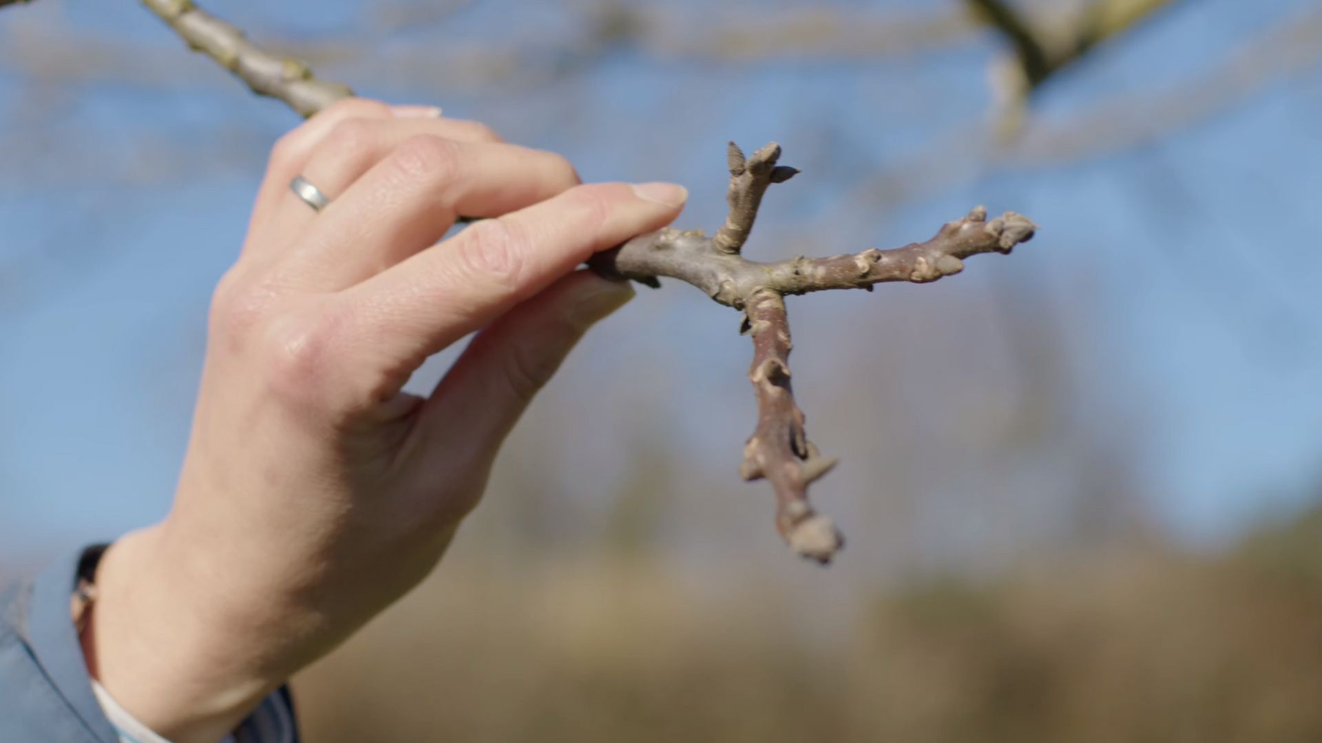 Selon leur position, les bourgeons portent des noms différents
