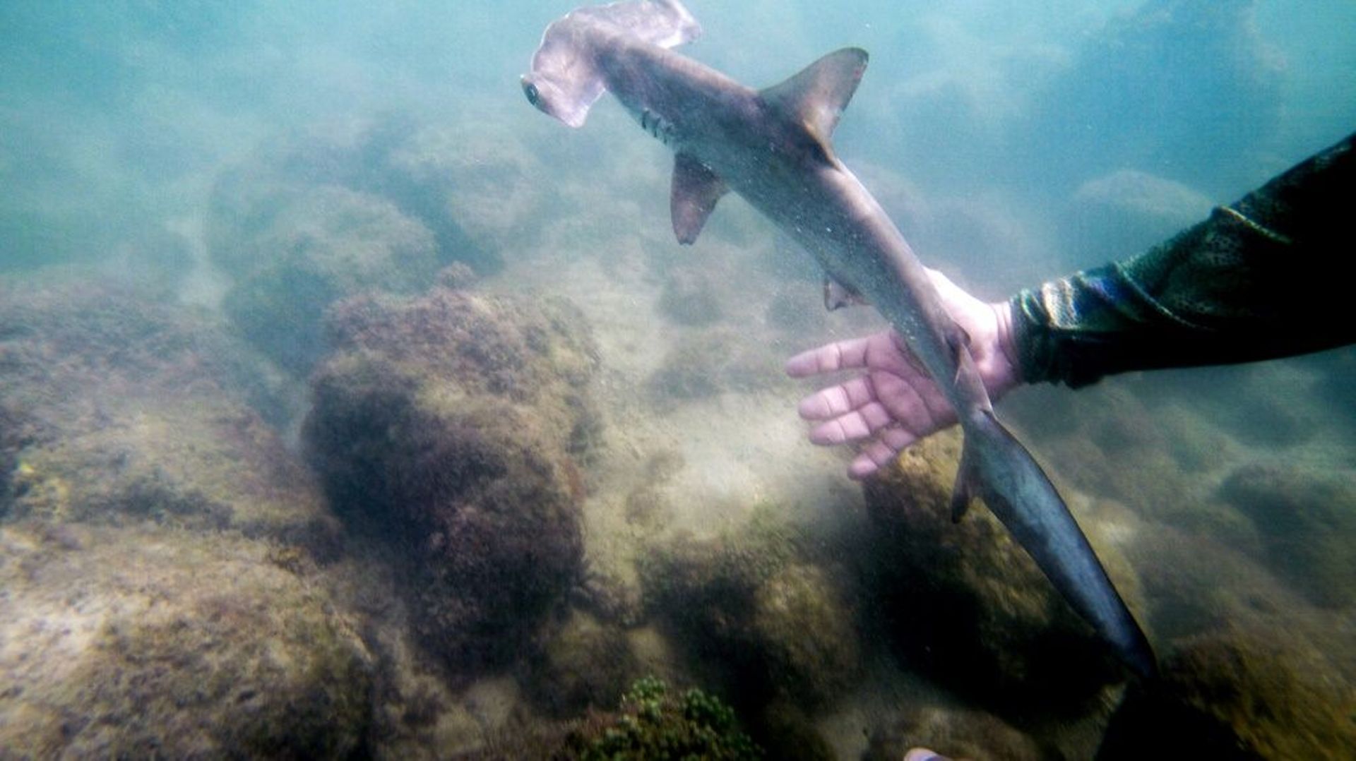Des scientifiques ont découvert un site aux Galapagos servant de refuge pour les requins-marteaux, une espèce en danger d'extinction
