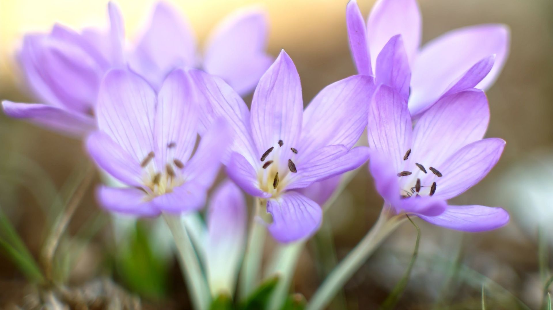 Floraison d'automne : et si on plantait des colchiques ?