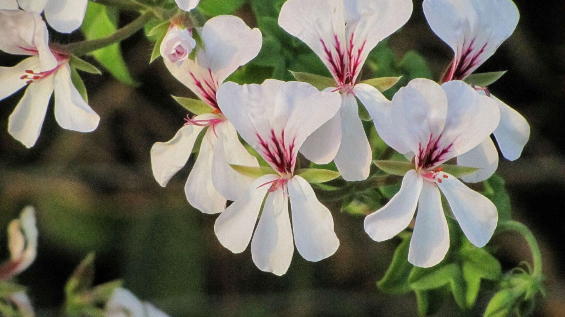 Le pélargonium, souvent confondu avec le géranium qui fait partie de la même famille, est cultivé comme annuelle. Pourtant mis à l’abri l’hiver, il peut être replanté en pot en avril.