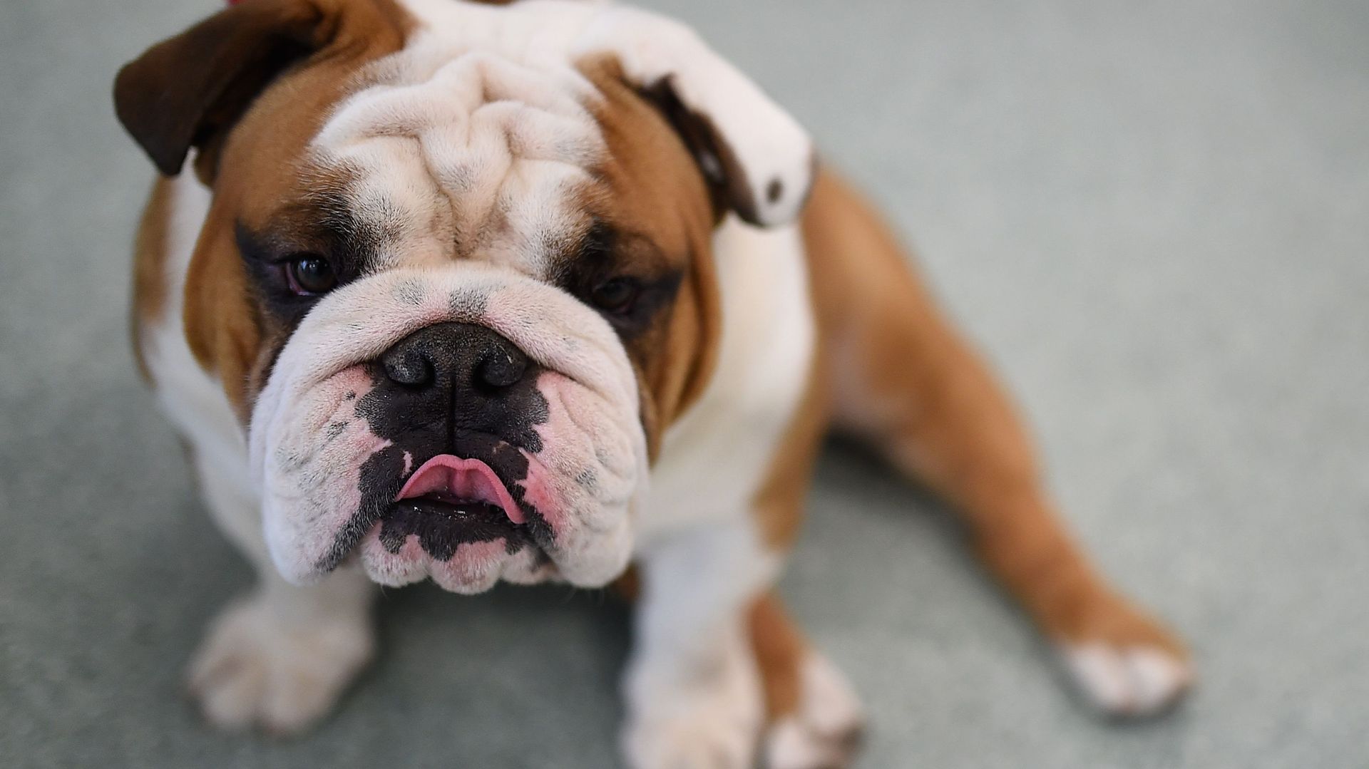 Les bouledogues, ces chiens ultra populaires souffrent plus que vous ne le pensez