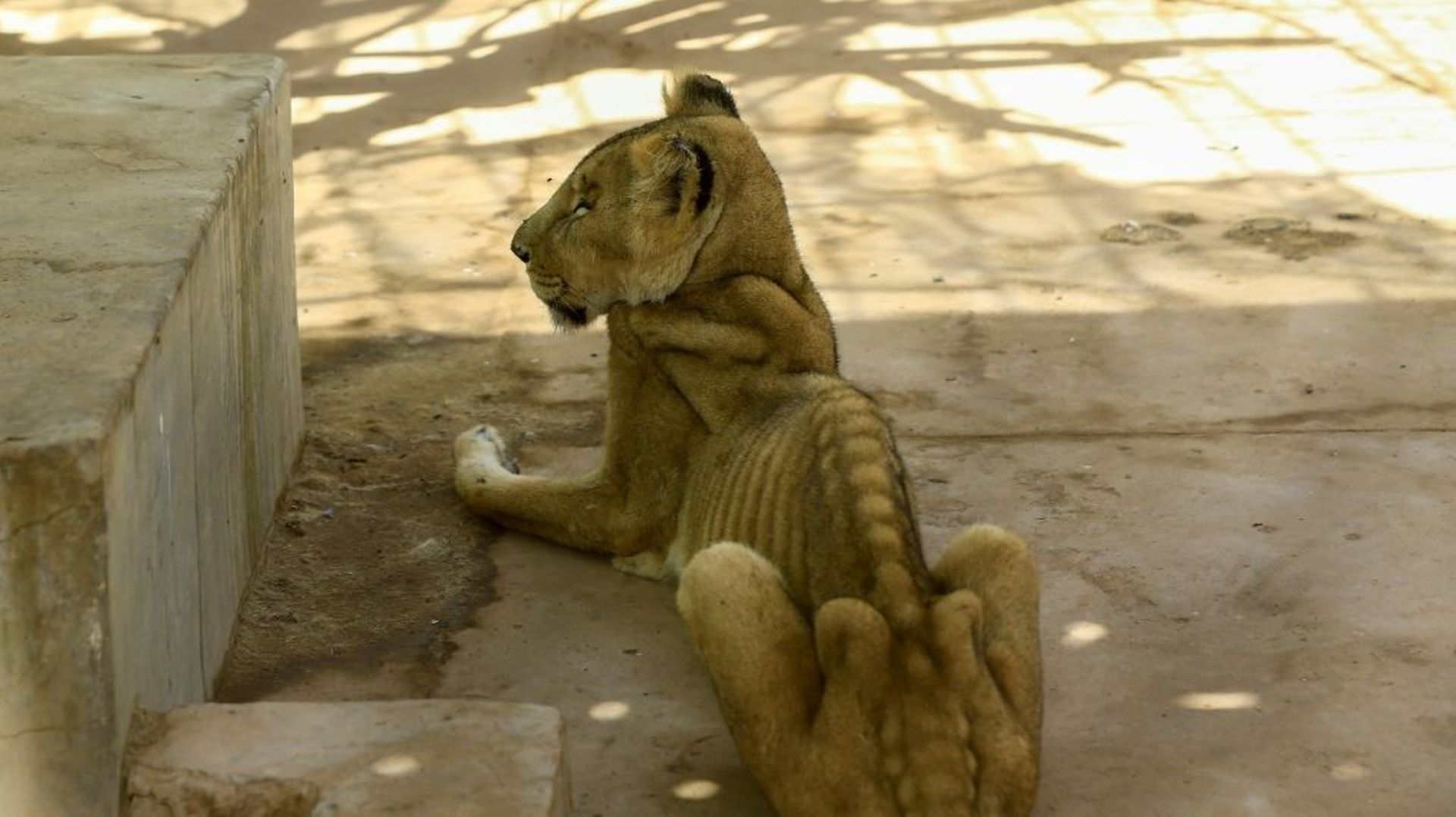 Une lionne mal-nourrie dans sa cage au parc d'Al-Qureshi à Khartoum au Soudan, le 19 janvier 2020