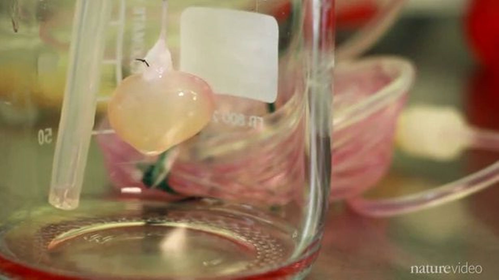 Органы в пробирке. Искусственное мясо в пробирках. Пробирка с клетками. Легкие в пробирке. Клонирование органов из стволовых клеток.