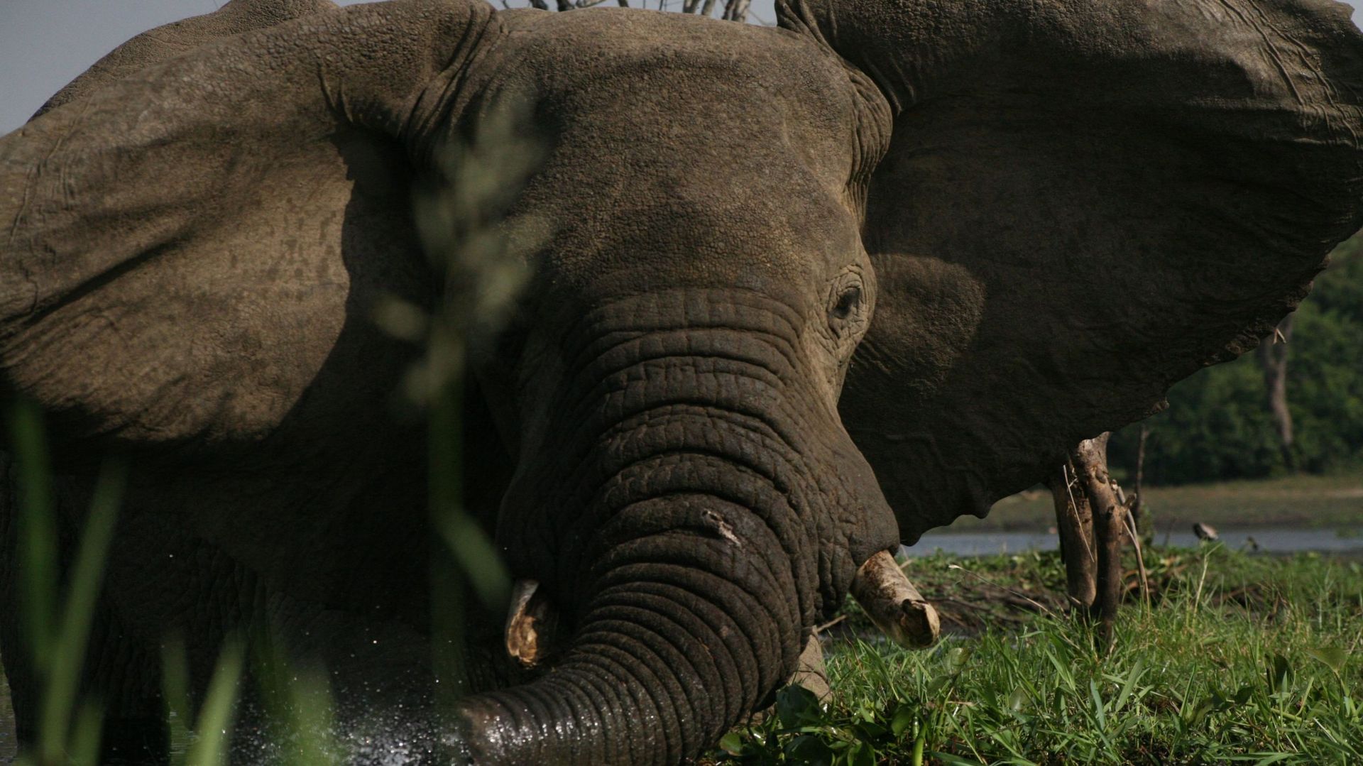Portrait d'un éléphant aux célèbres chutes de Murchison, Ouganda.