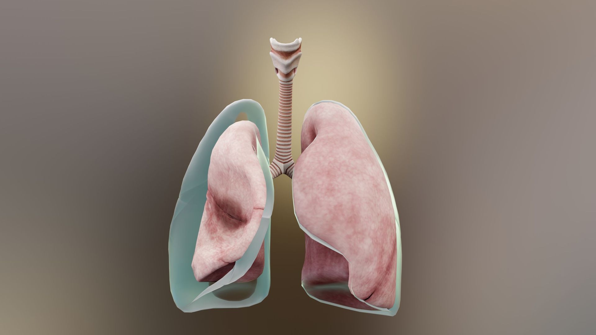 Le pneumothorax : qu'est-ce qui provoque le décollement d'un poumon?