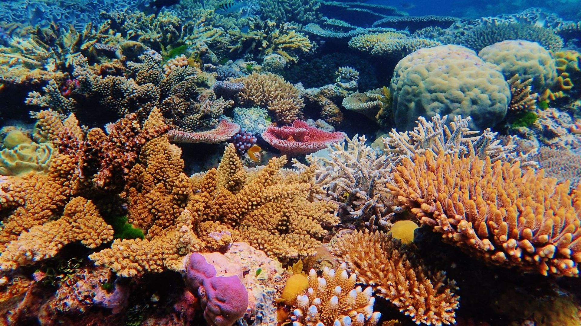 Australie : le corail de retour dans certaines parties de la Grande Barrière.