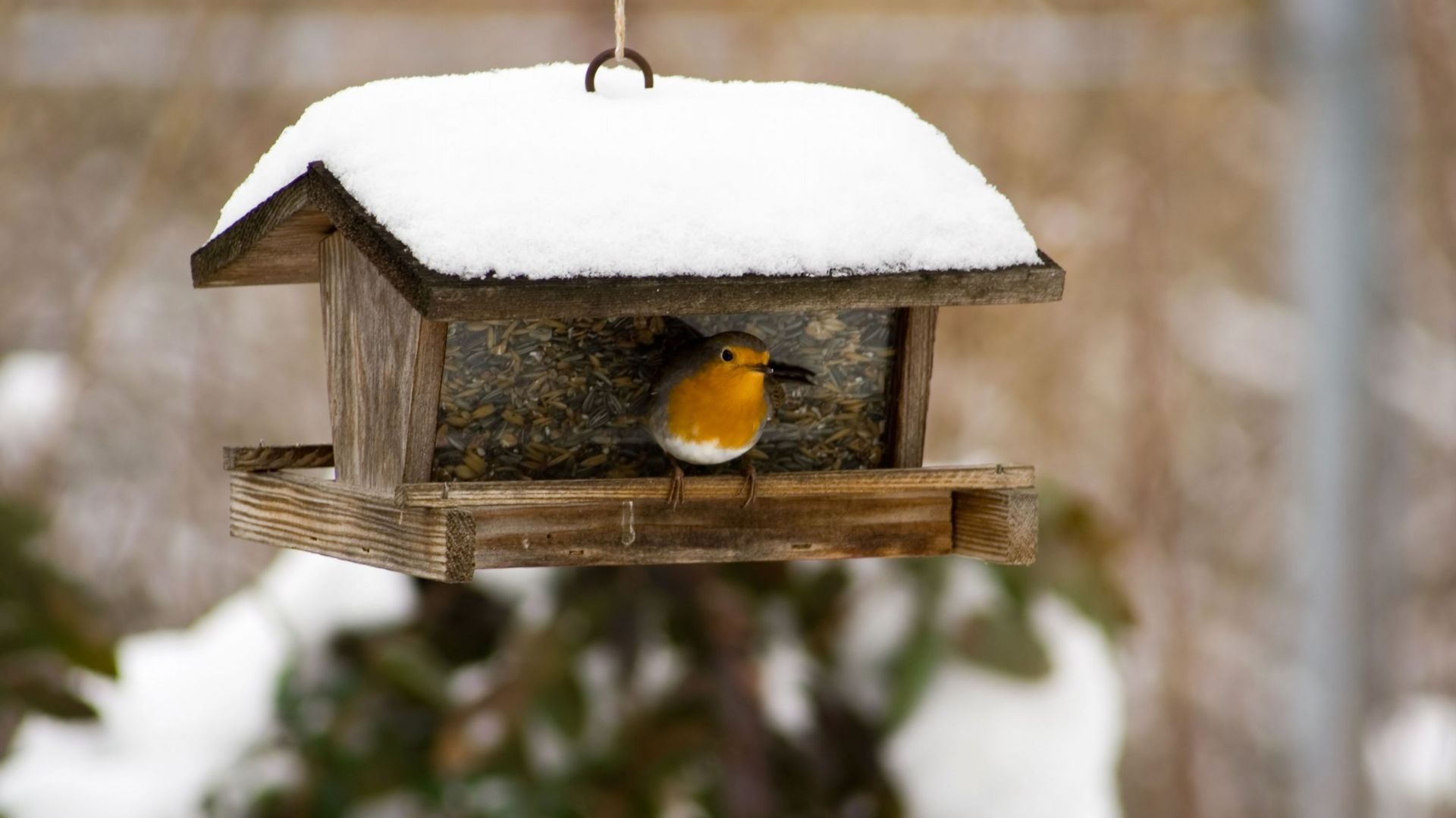 Nourrir les oiseaux en hiver, oui mais… — GOBG