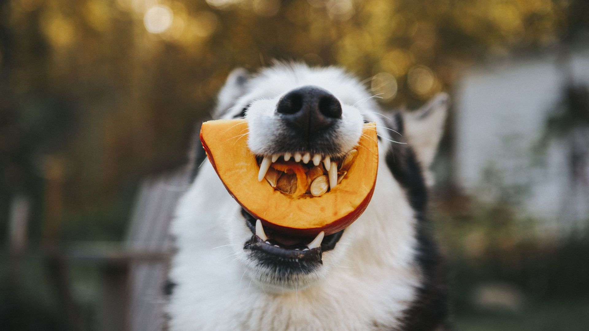 Après Halloween, ne jetez pas vos citrouilles, donnez les restes comestibles aux animaux
