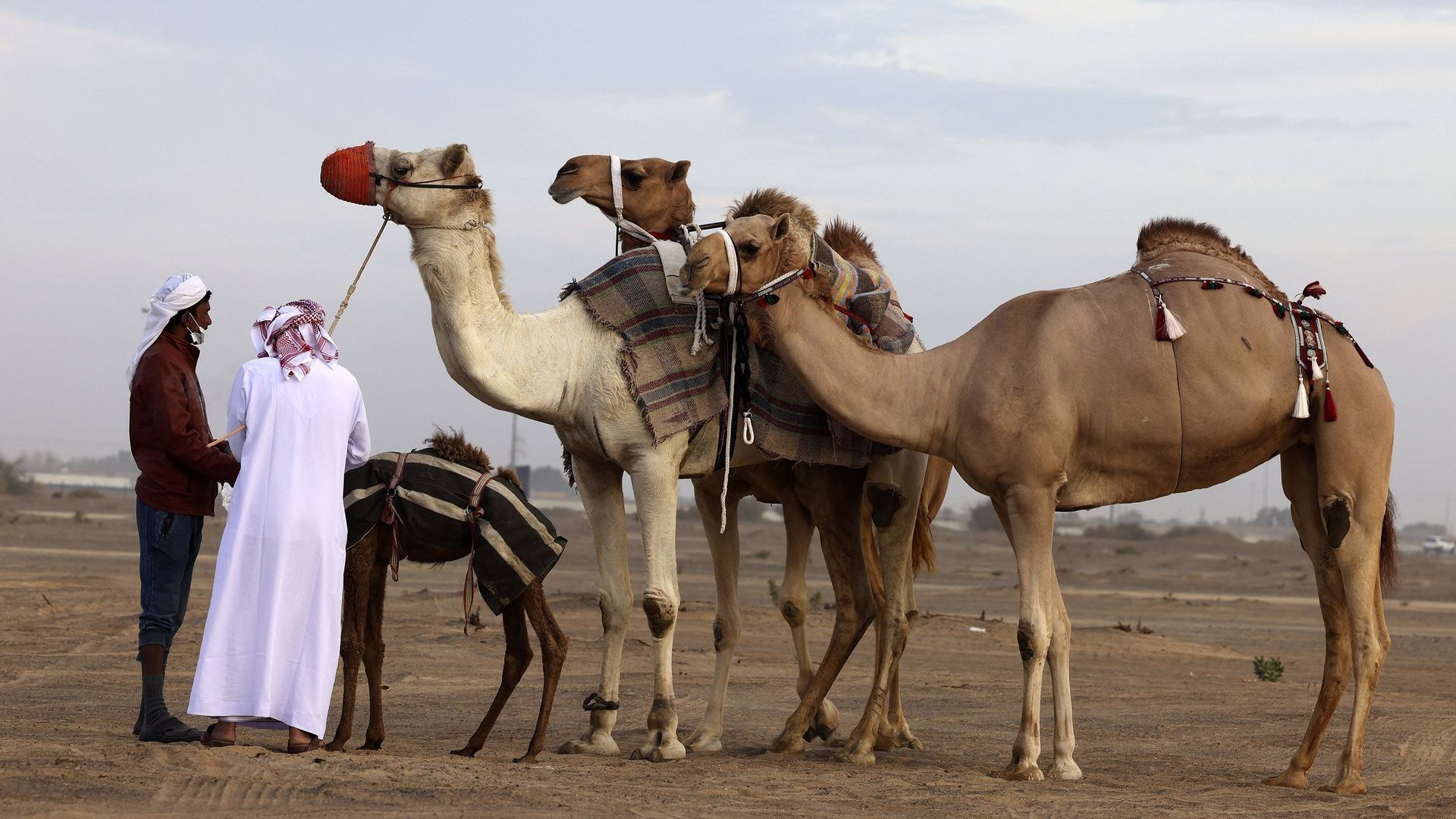 En Arabie saoudite, un "hôtel" de luxe pour chameaux.