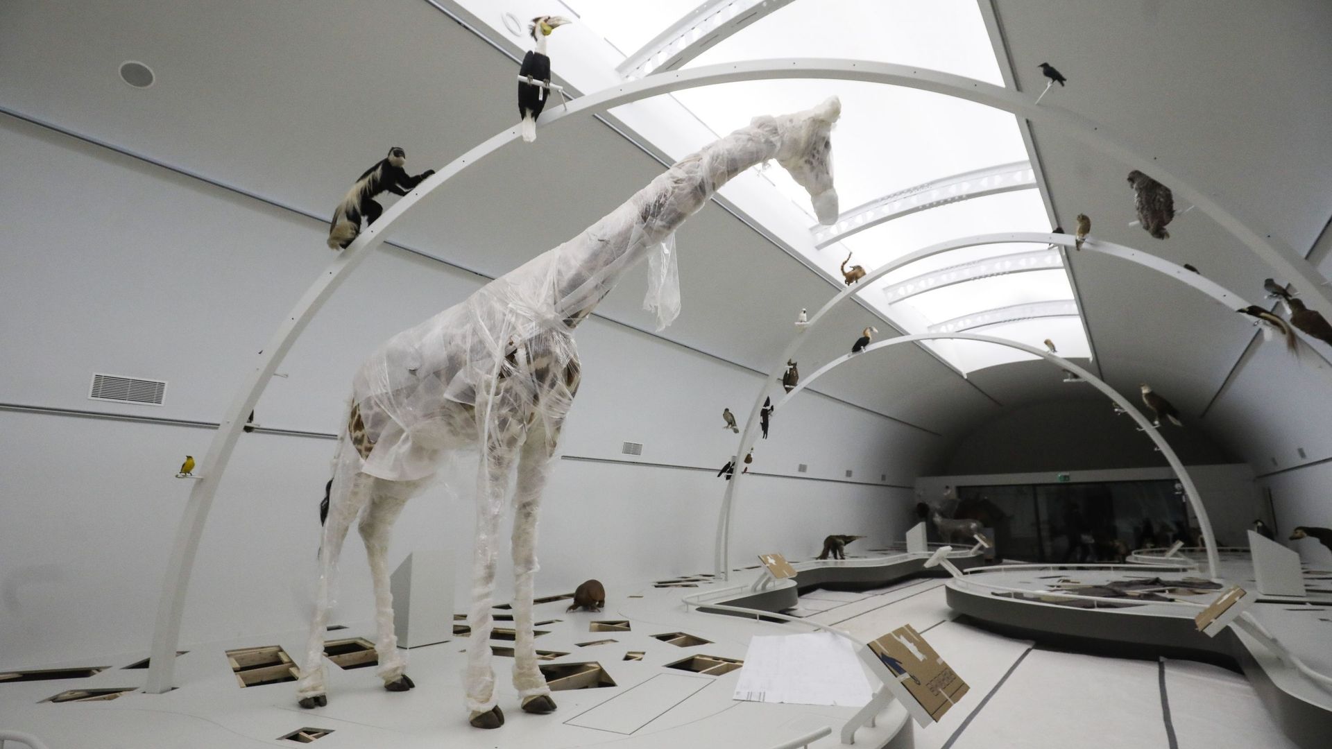 Bruxelles: ouverture de la galerie permanente "Planète vivante" au musée des Sciences naturelles