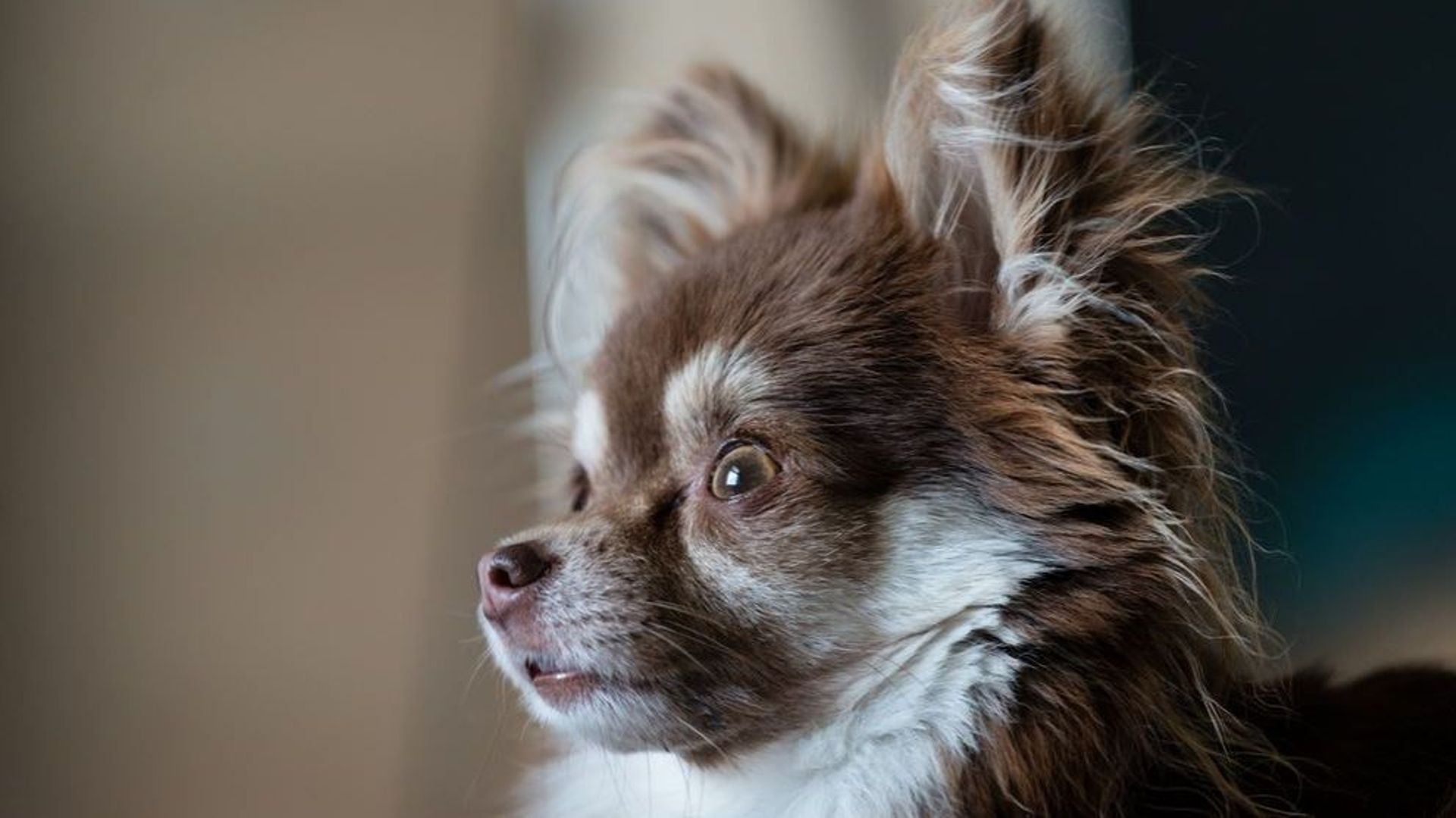 Chihuahuas volés à Huy: l'ex-compagnon de la victime interpellé
