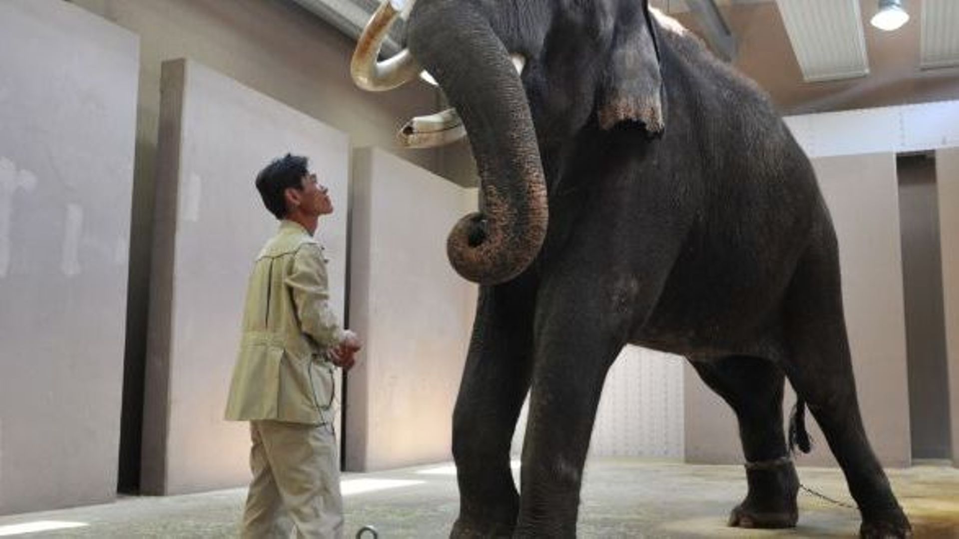 L'éléphant Koshik du zoo de Yongin peut parler en coréen