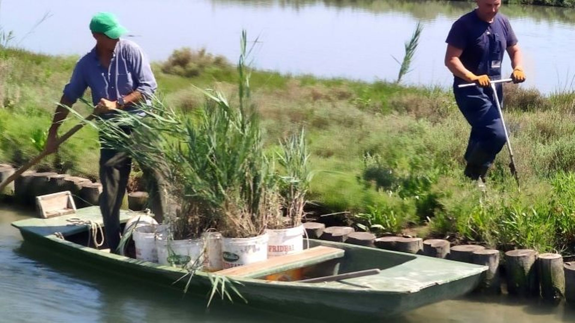 Carlo Marchesi et son employé Adriano Croitoru transplantent des roseaux dans la lagune de Venise le 22 juillet 2020.