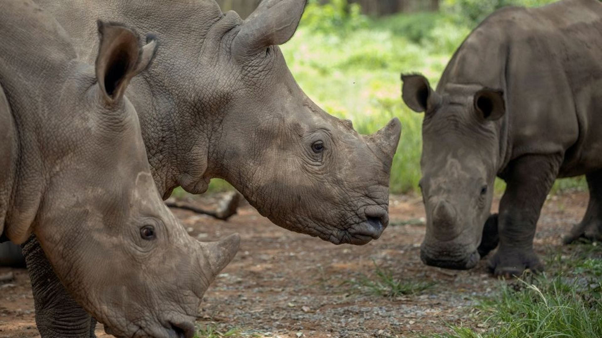Afrique du Sud : reprise du braconnage des rhinocéros, menacés d'extinction