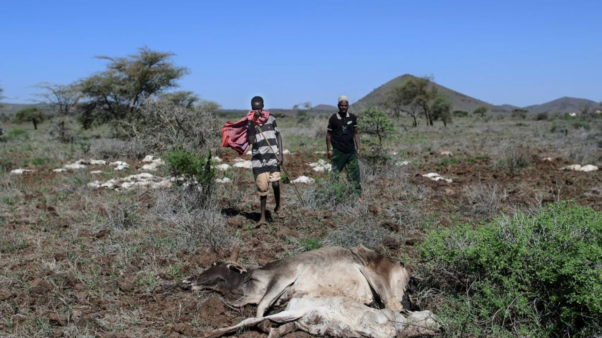 Des bergers au milieu des charognes de chèvres et de moutons dans un pâturage du comté de Marsabit, le 29 janvier 2022 dans le nord du Kenya
