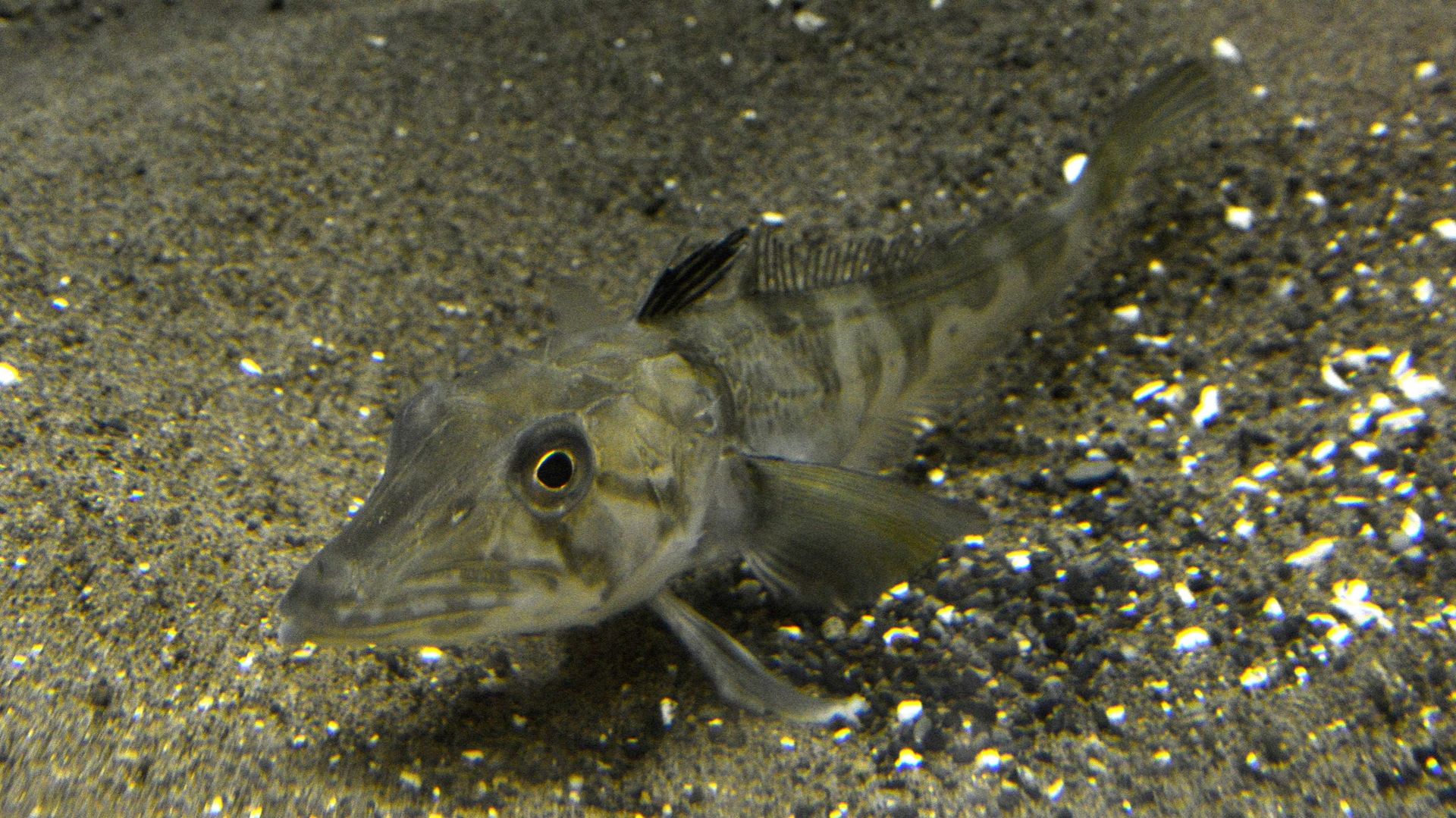 Un poisson de glace ocellé, capturé dans l’océan Antarctique en 2011, nage dans un aquarium du Tokyo Sea Life Park, le 5 avril 2013. Le poisson n’a pas d’hémoglobine. Les chercheurs pensent que le poisson peut vivre sans hémoglobine car il possède un gran