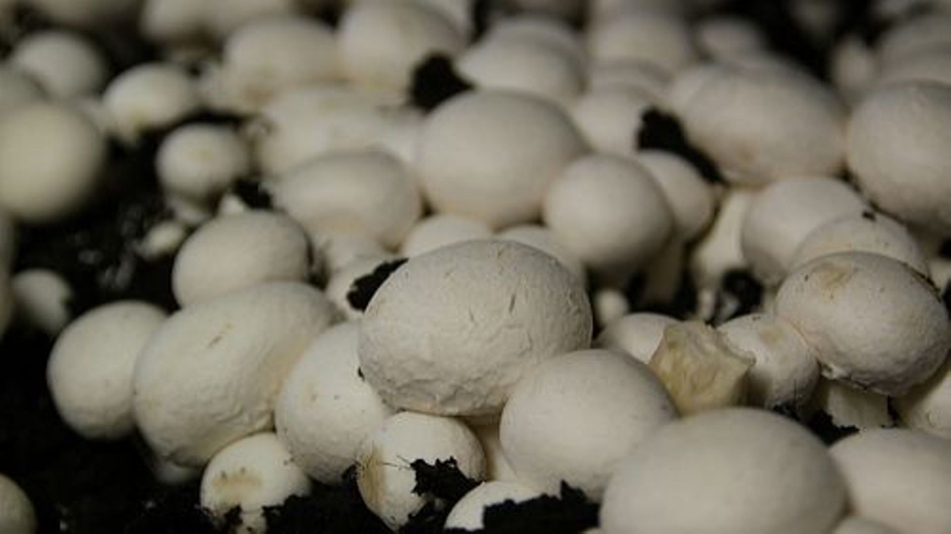 Agriculture urbaine: des champignons à base de café sur le site de Tour&Taxi
