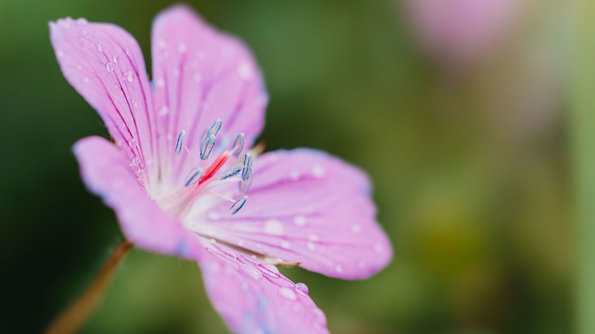 Le Geranium 'Dreamland' a une floraison qui s'étale de mai à novembre.