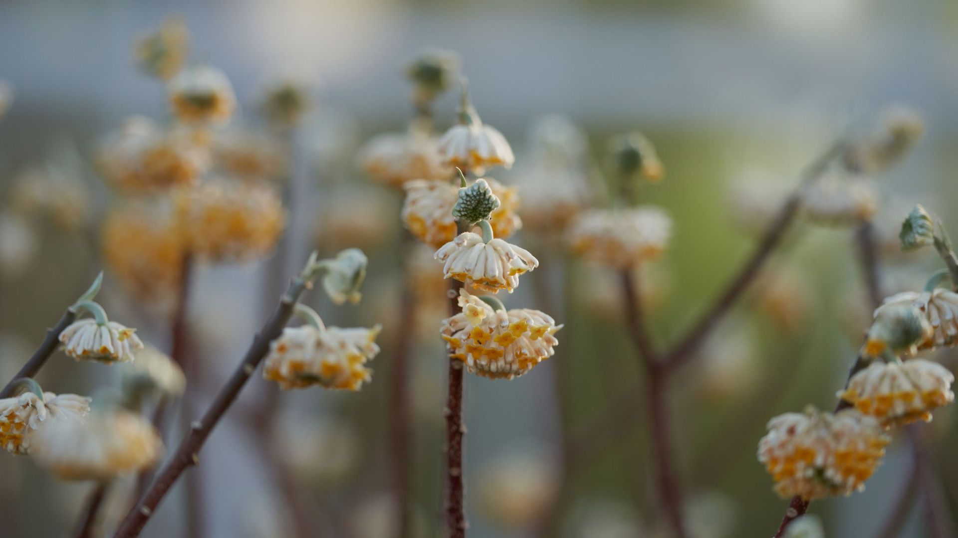 Cinq arbustes à planter pour un jardin fleuri en hiver RTBF Actus — free download